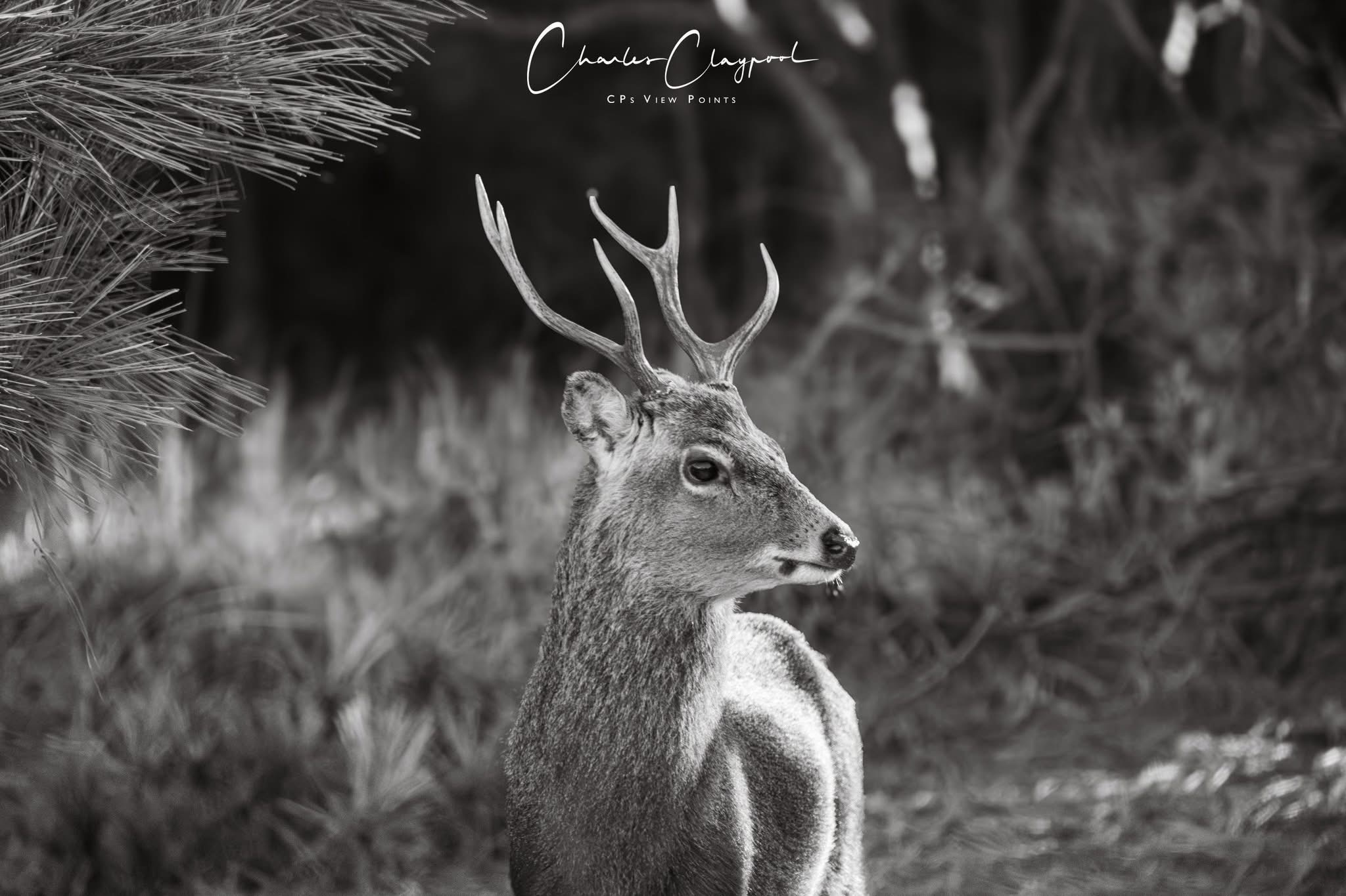 Meet the Majestic Sika Stag