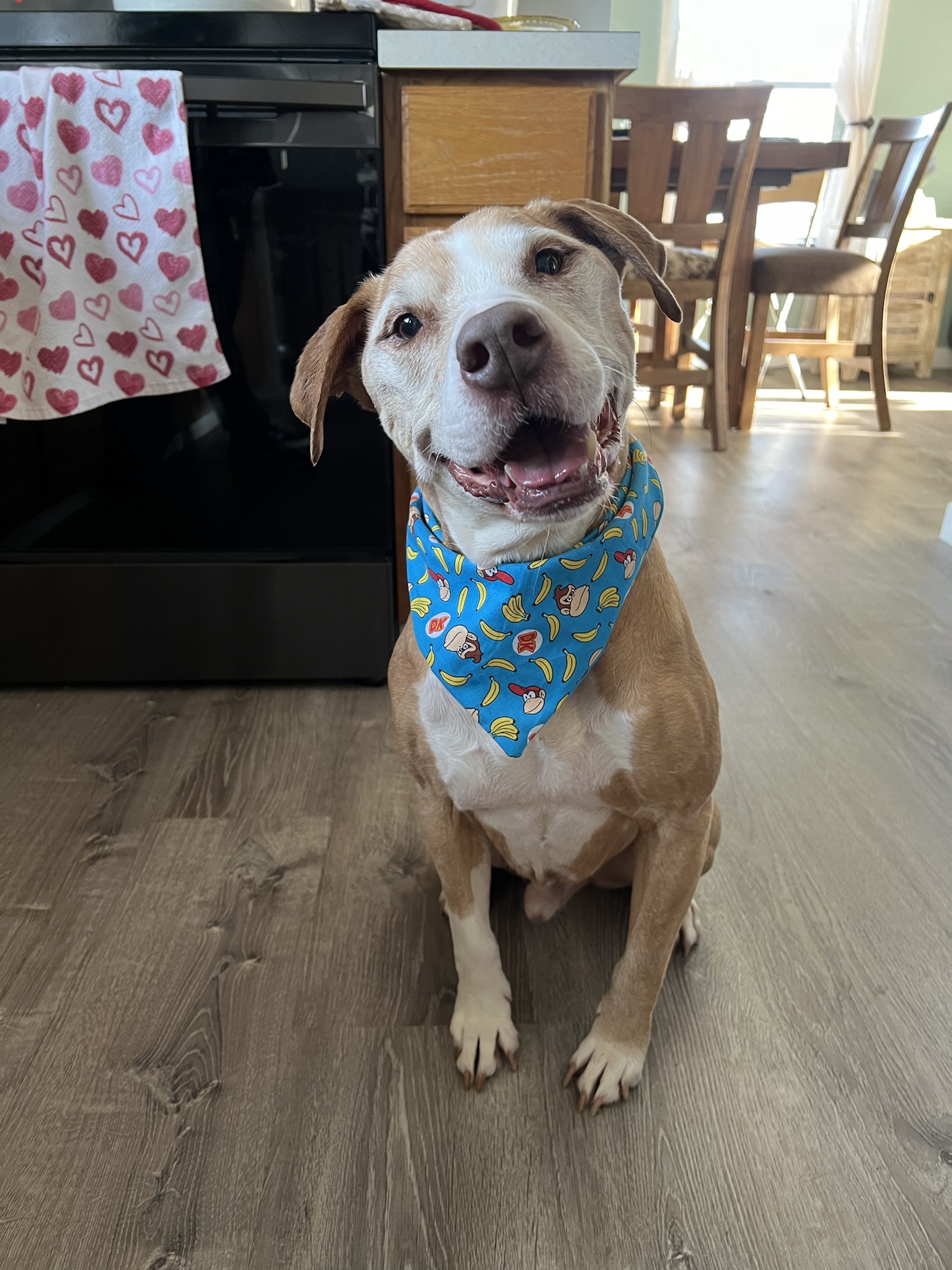 Meet Dino: The Turkey Day Enthusiast