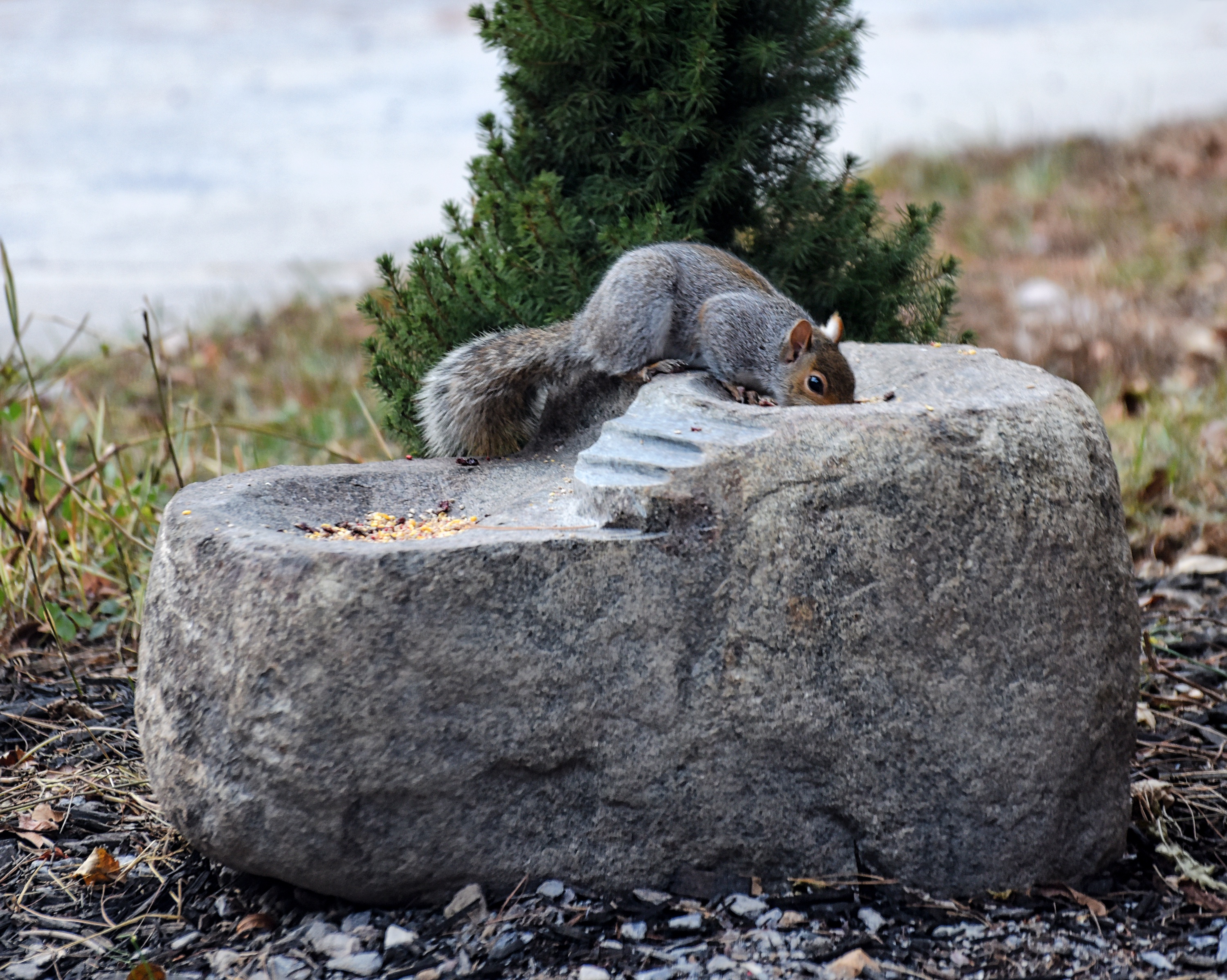 What a Beautiful World, and Look at That Squirrel!
