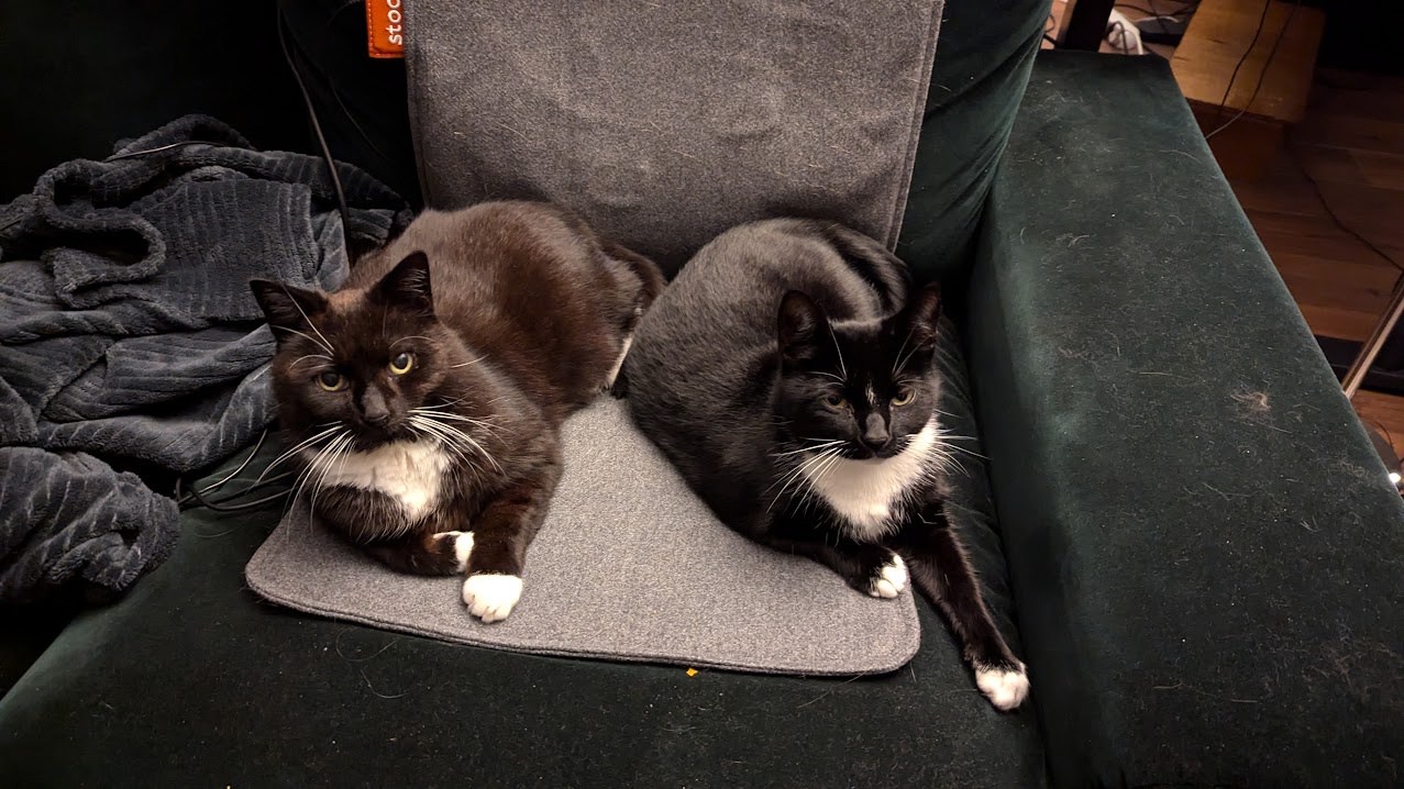 The Dynamic Duo: Two Cats