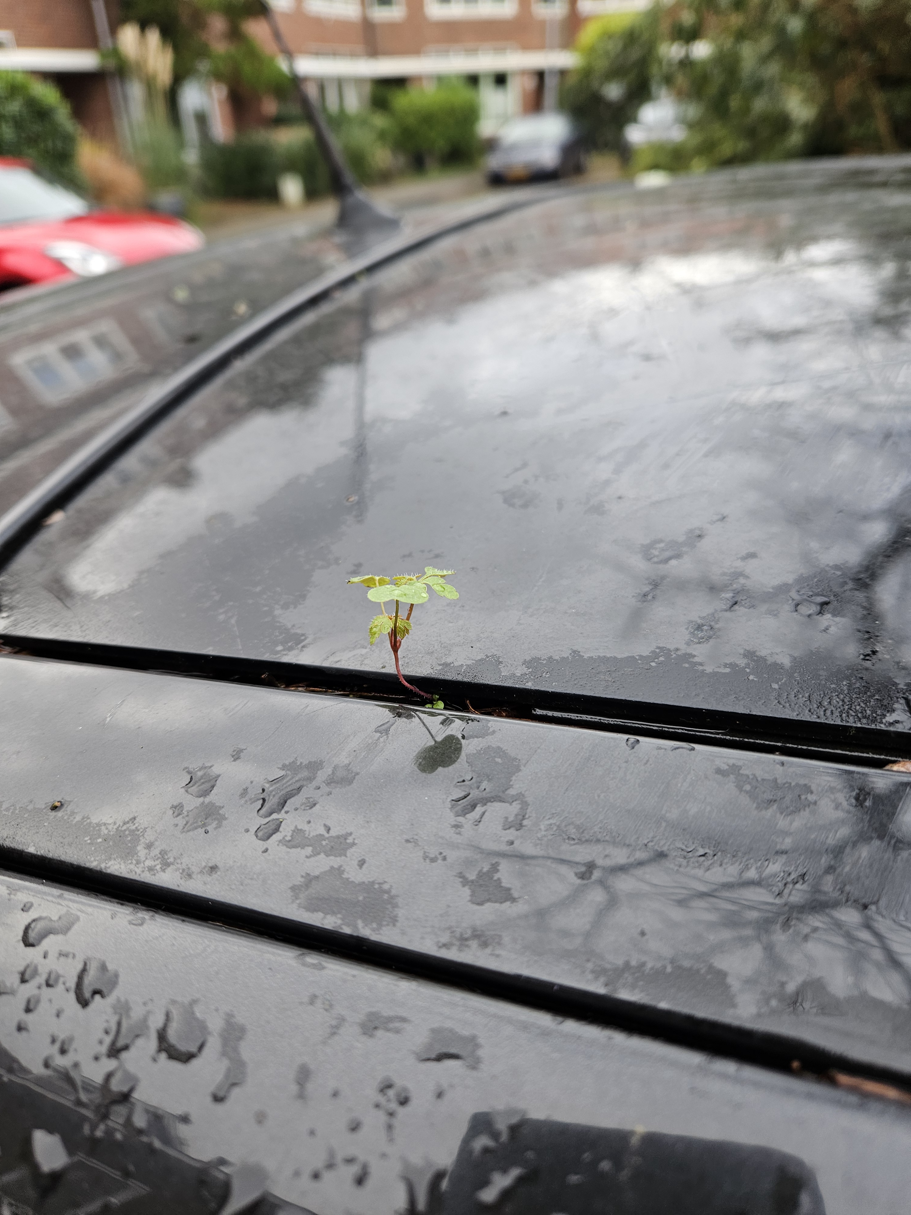 My Car is Becoming a Miniature Forest!