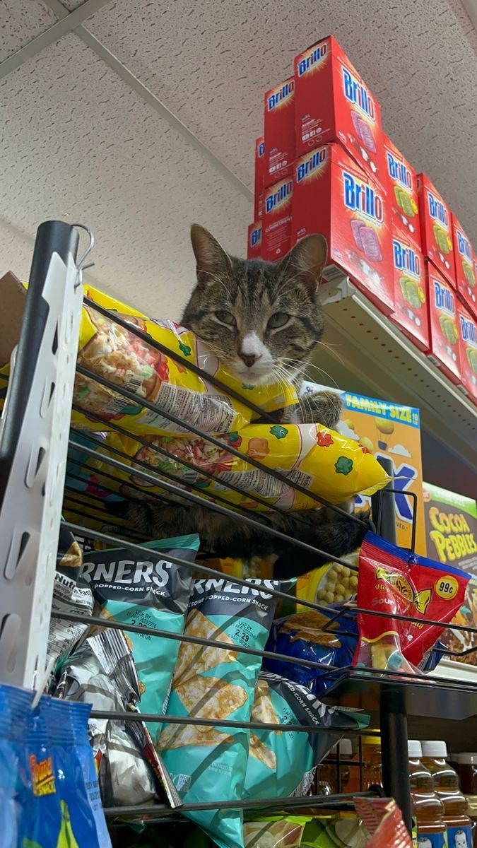 The Adorable Bodega Cat Stealing Hearts Everywhere