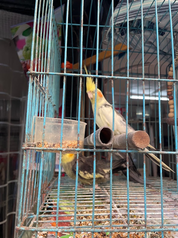Birds: Nature's Flying Wonders
