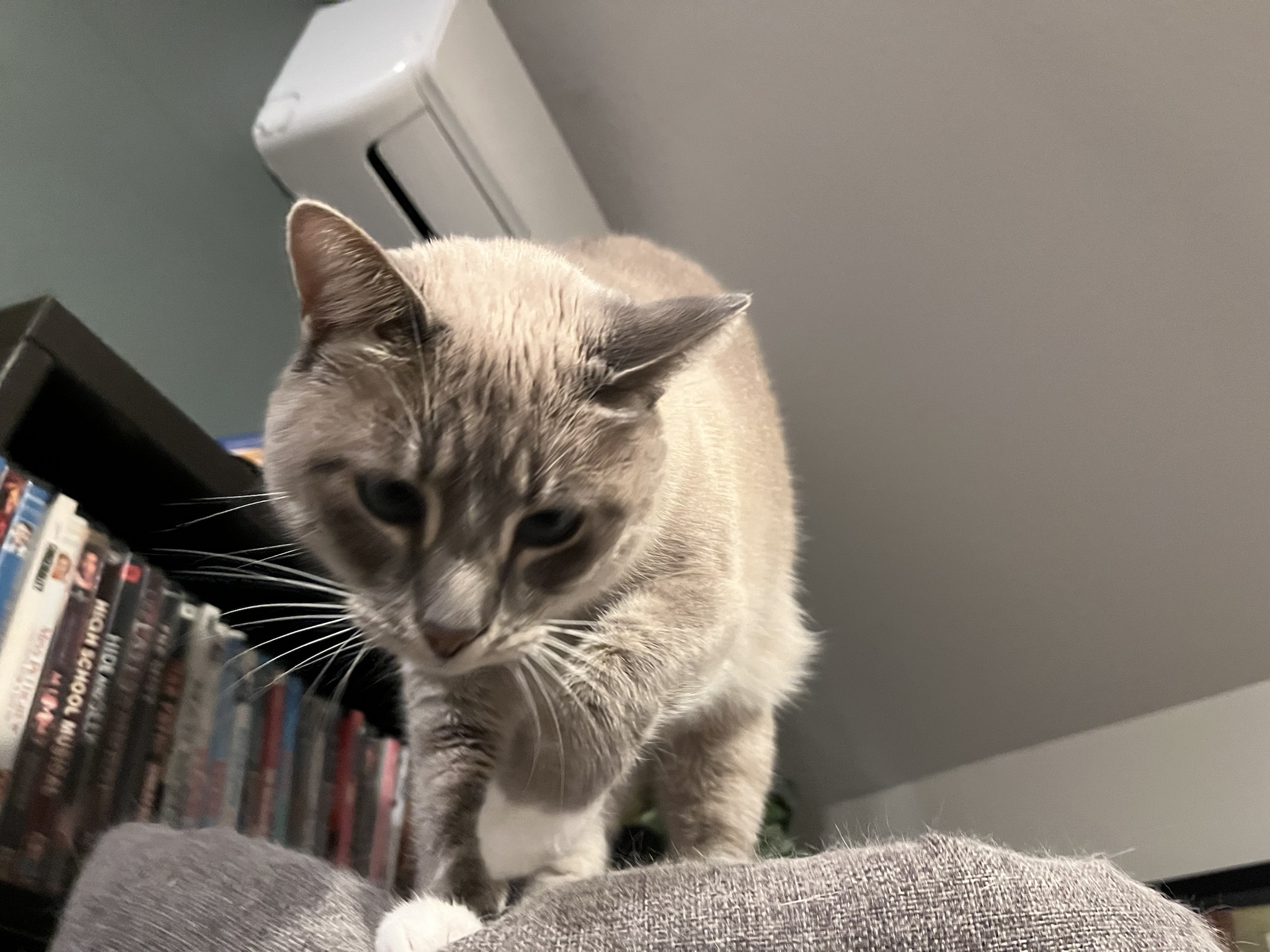 Daily Cat Chronicles: Ivy's 331st Day of Fame