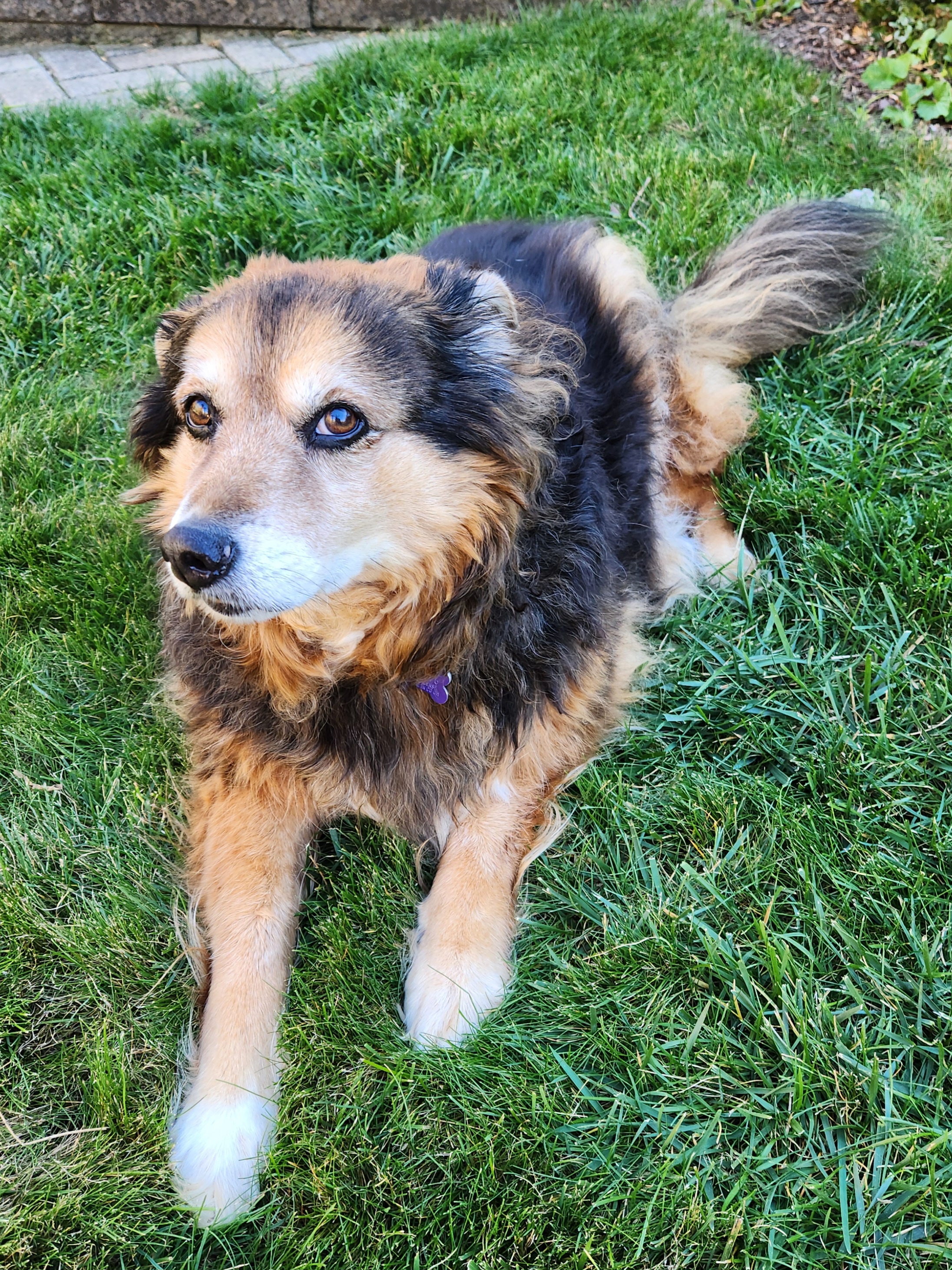 Daily Dose of Cuteness: Peanut the Dog - Day 1539
