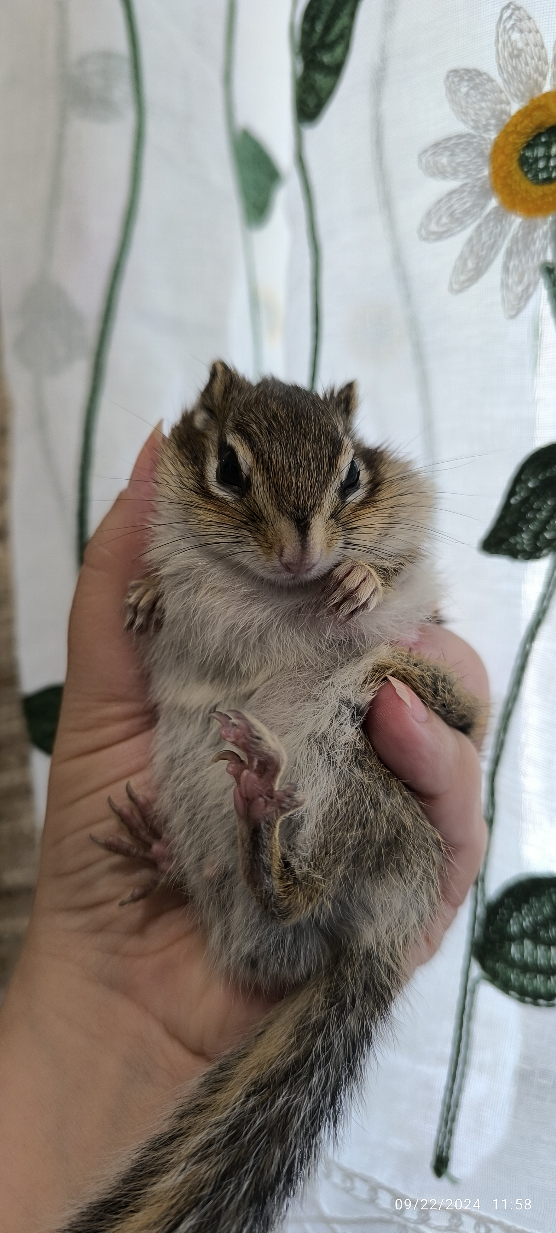 Kiro the Chipmunk: A Tiny Bundle of Joy