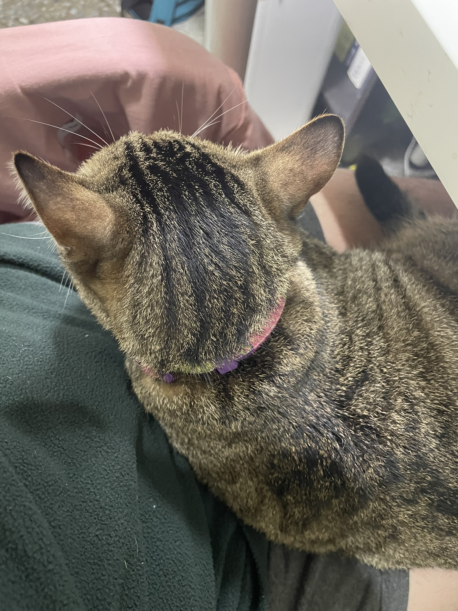 Yet Another Adorable Cat