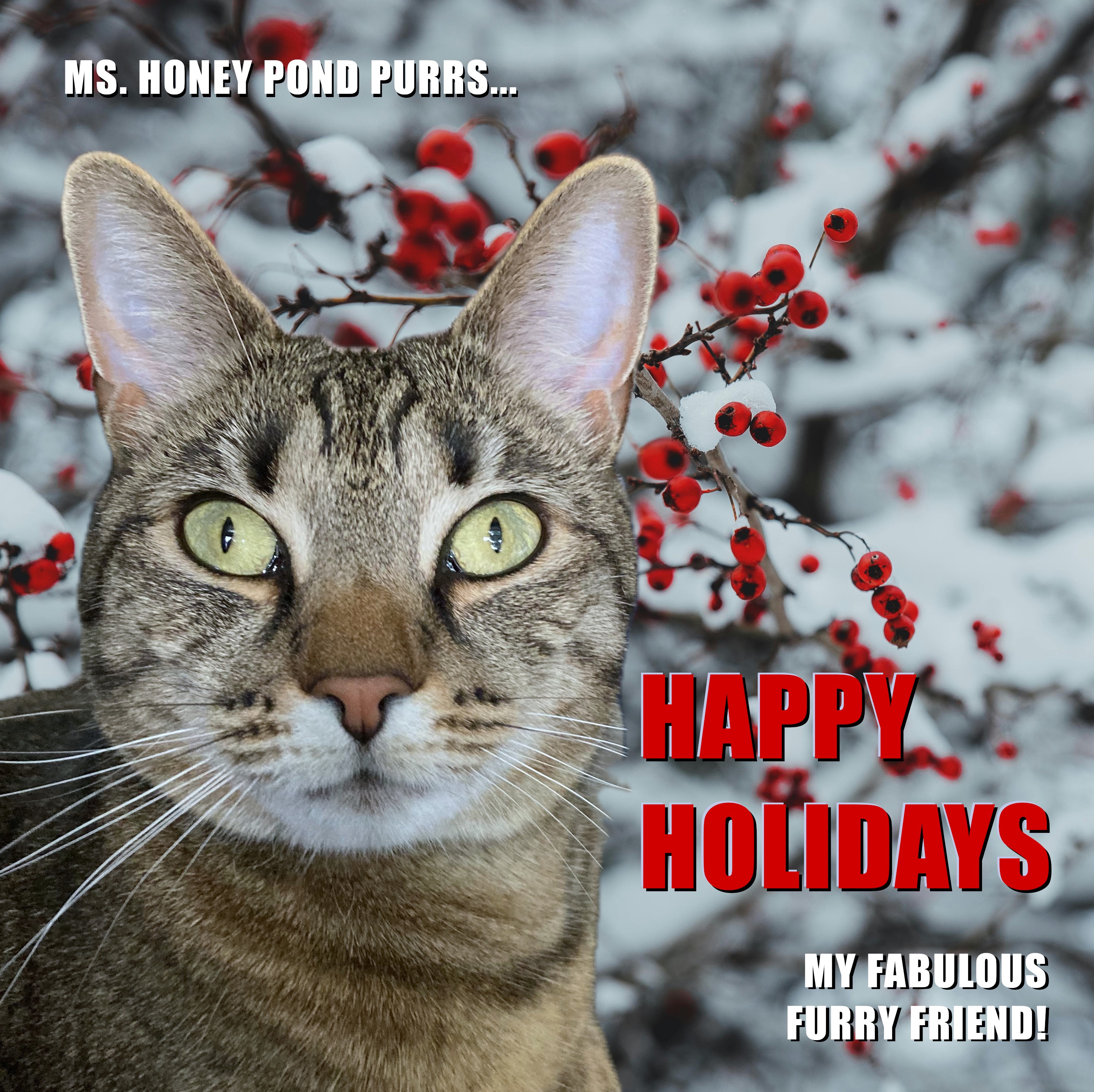 A special shoutout to all the furry friends in the Imgur community!