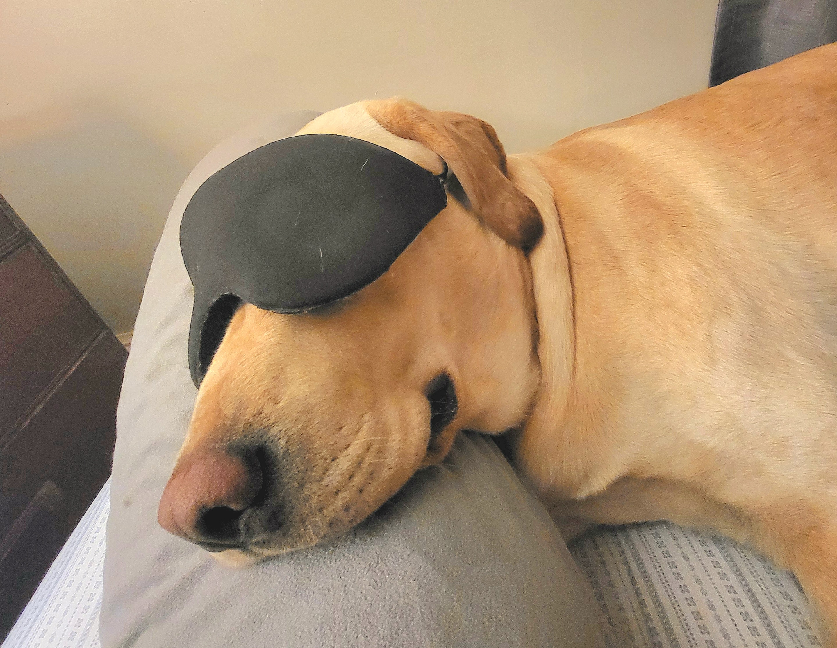 Owsley absolutely adores his stylish sleep shades