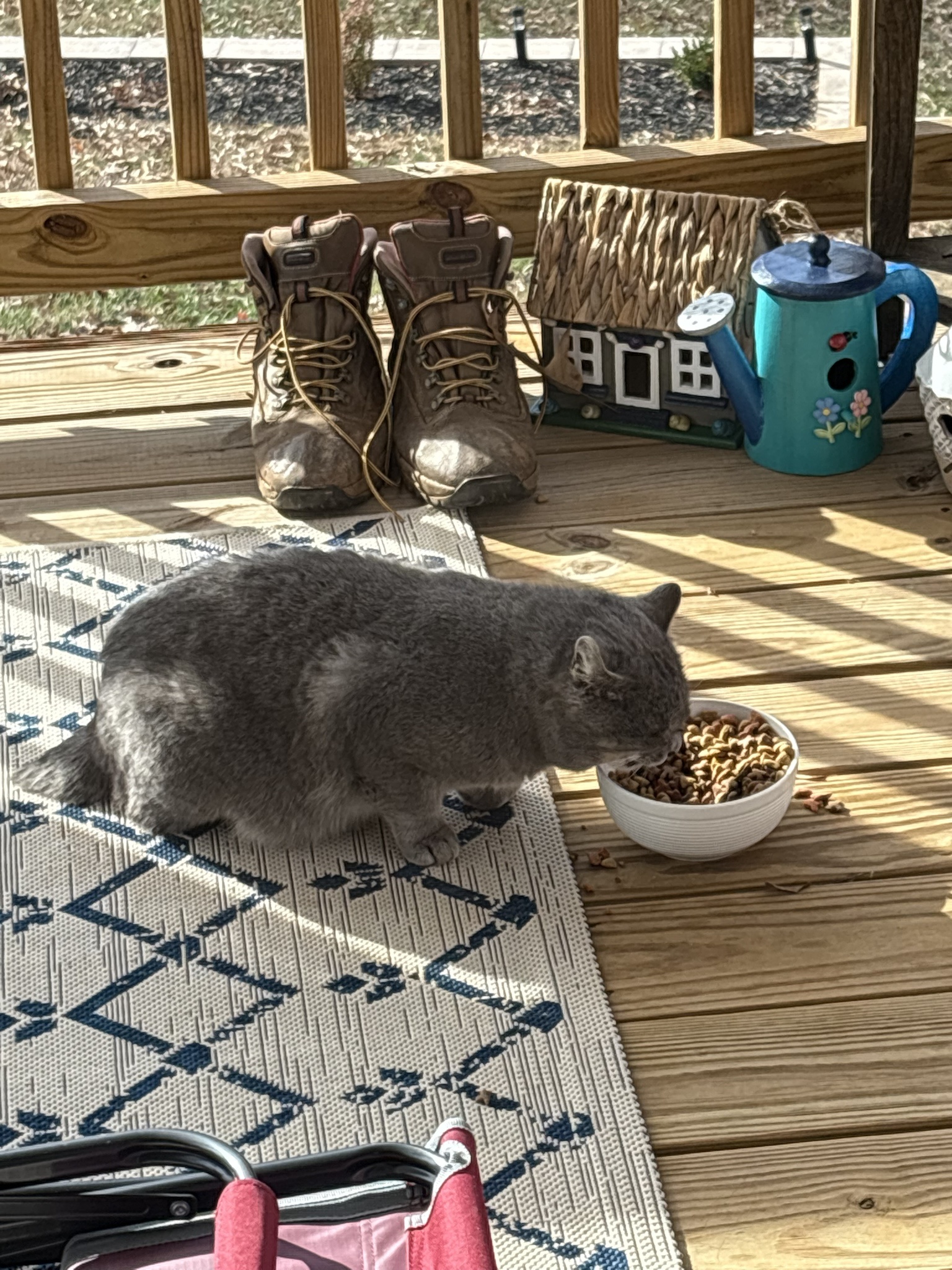 Celebrating Caturday with the Four Strays I’m Caring For