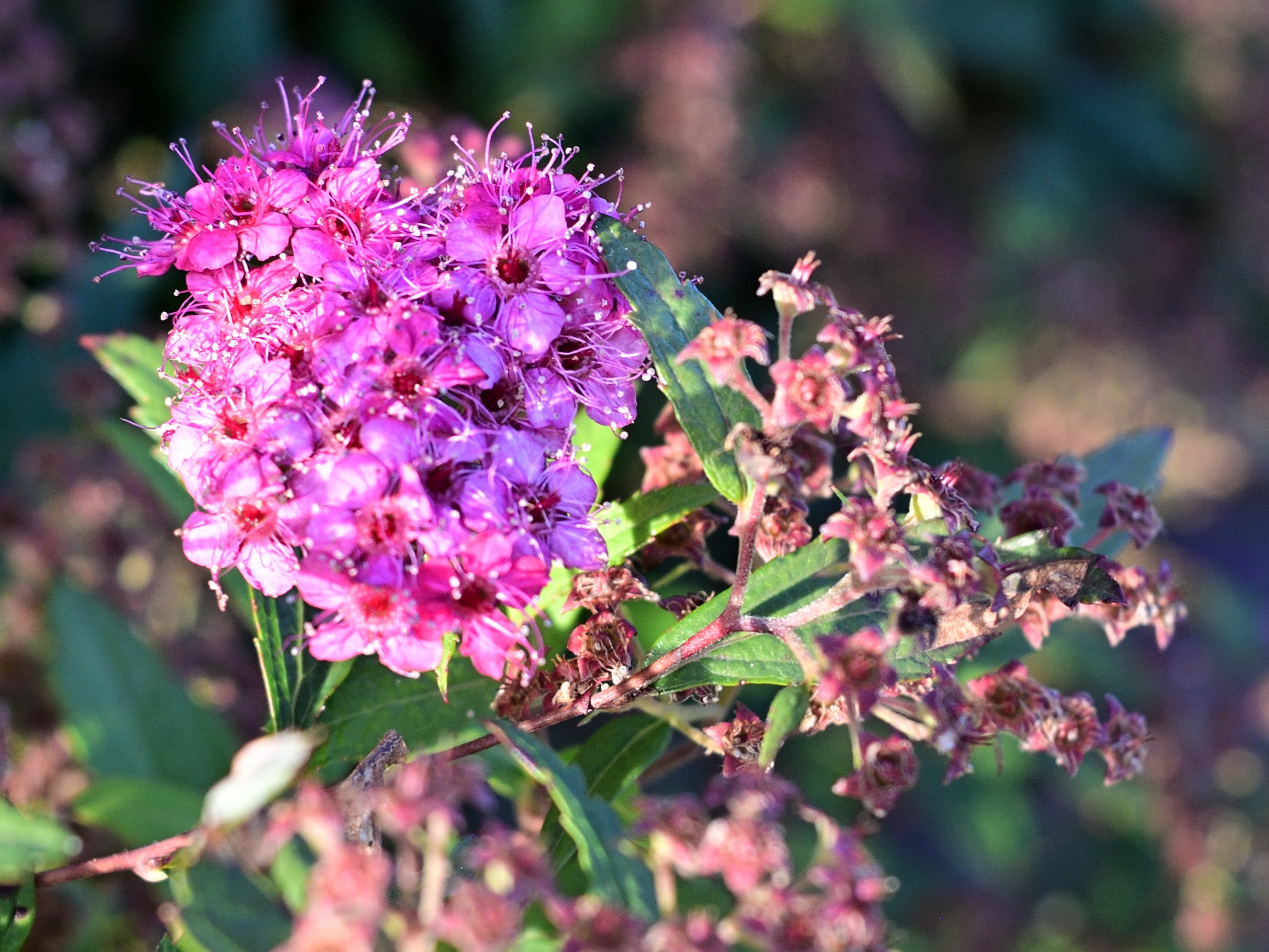 The Beautiful Spiraea Japonica