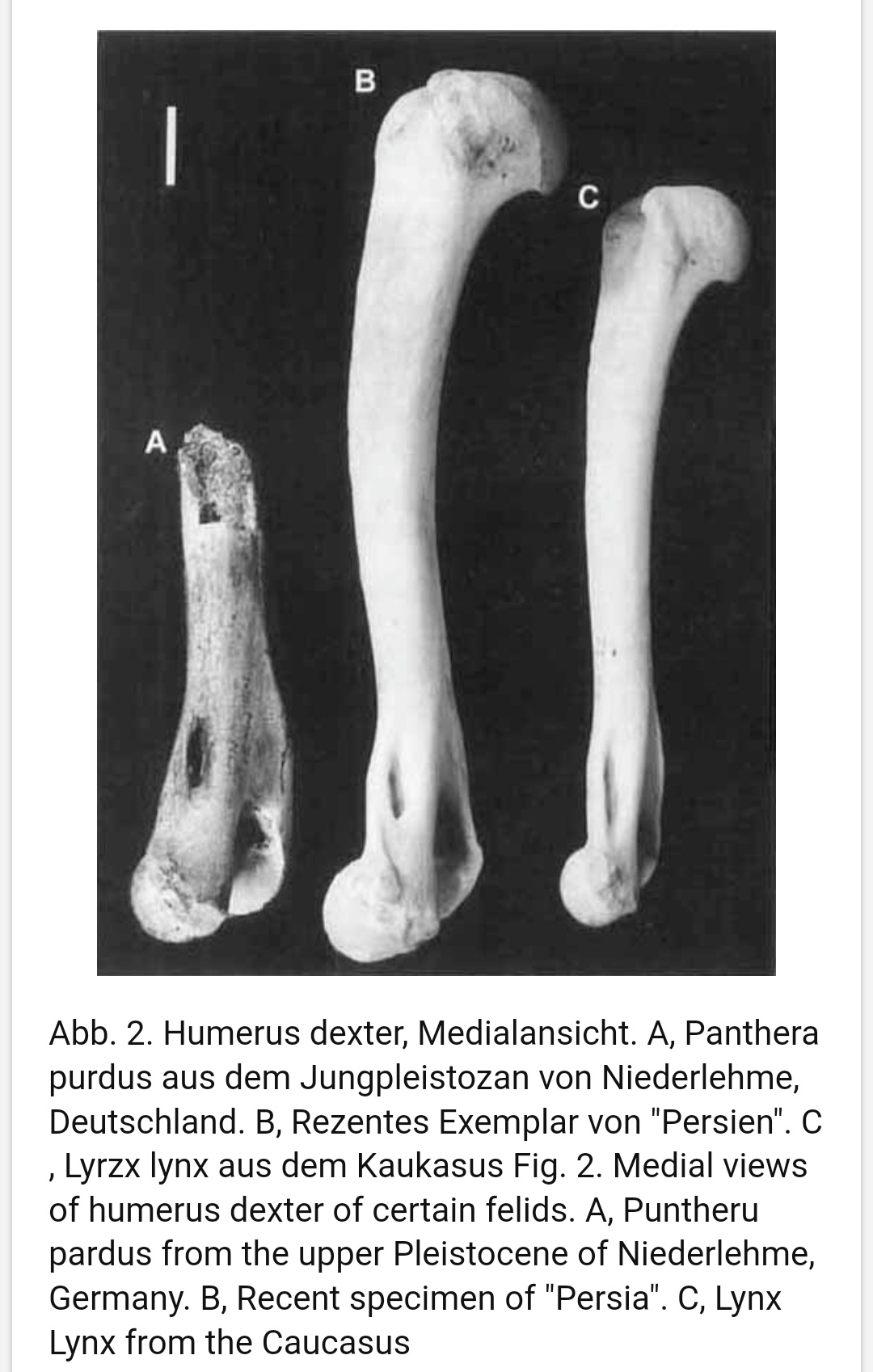 Unearthing the Mysteries of Big Cat Bones