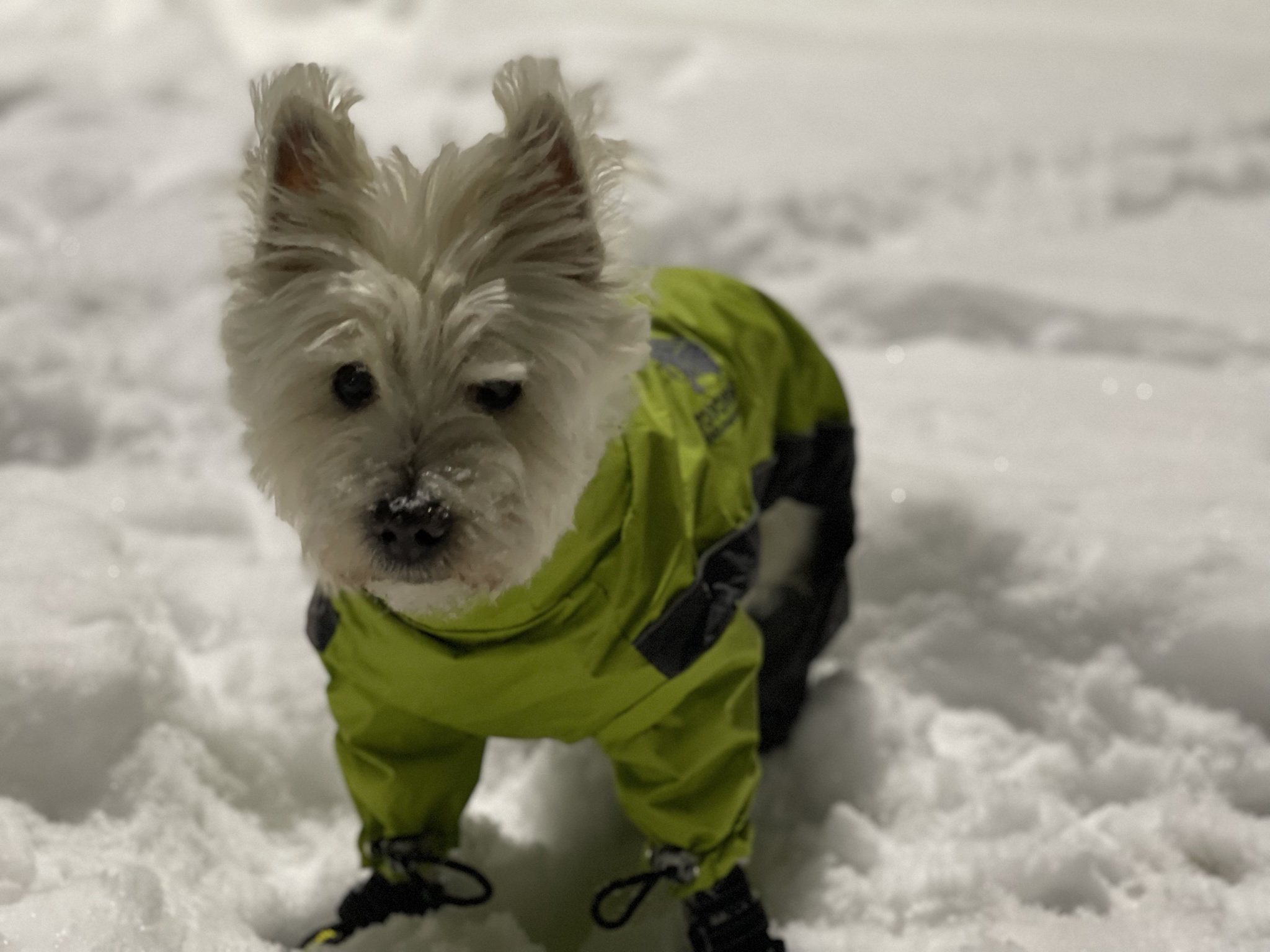 Stay cozy, Colorado! Lily is braving the subzero temperatures.