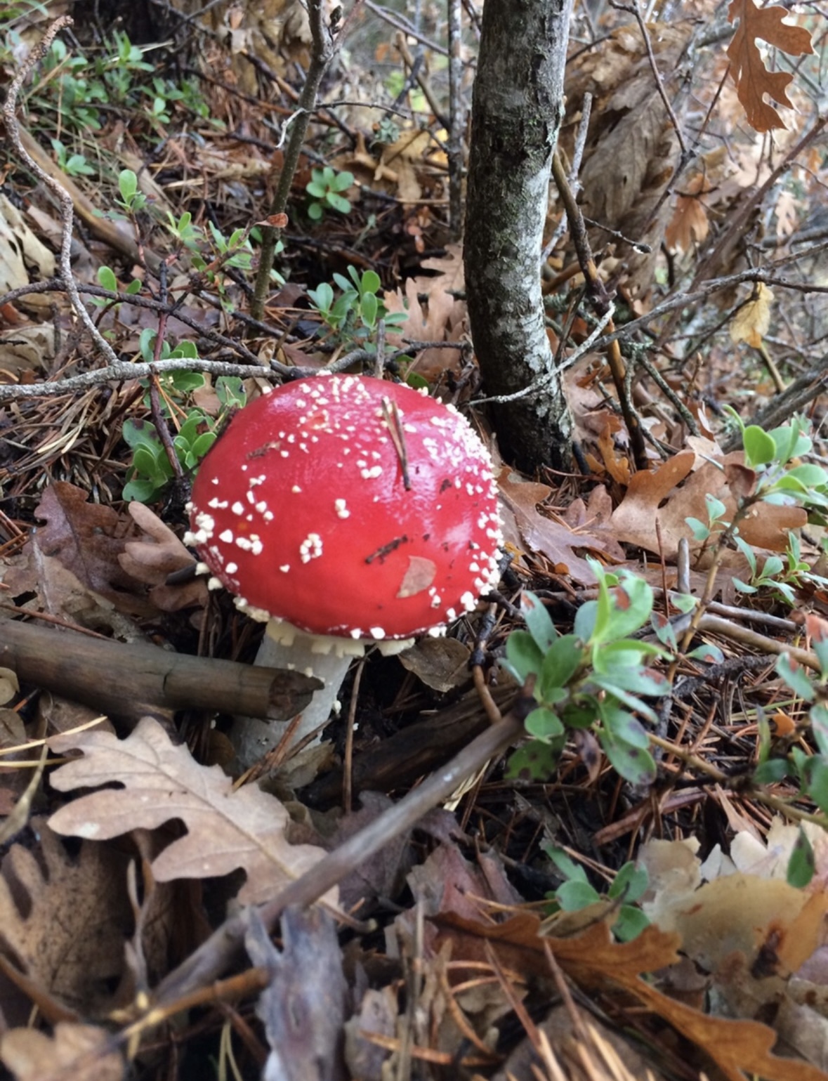 Discover the fascinating amanita muscaria mushroom.