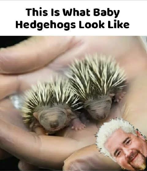 Just to clarify: Guy Fieri is definitely not a baby hedgehog, but a fully grown one. My mistake!