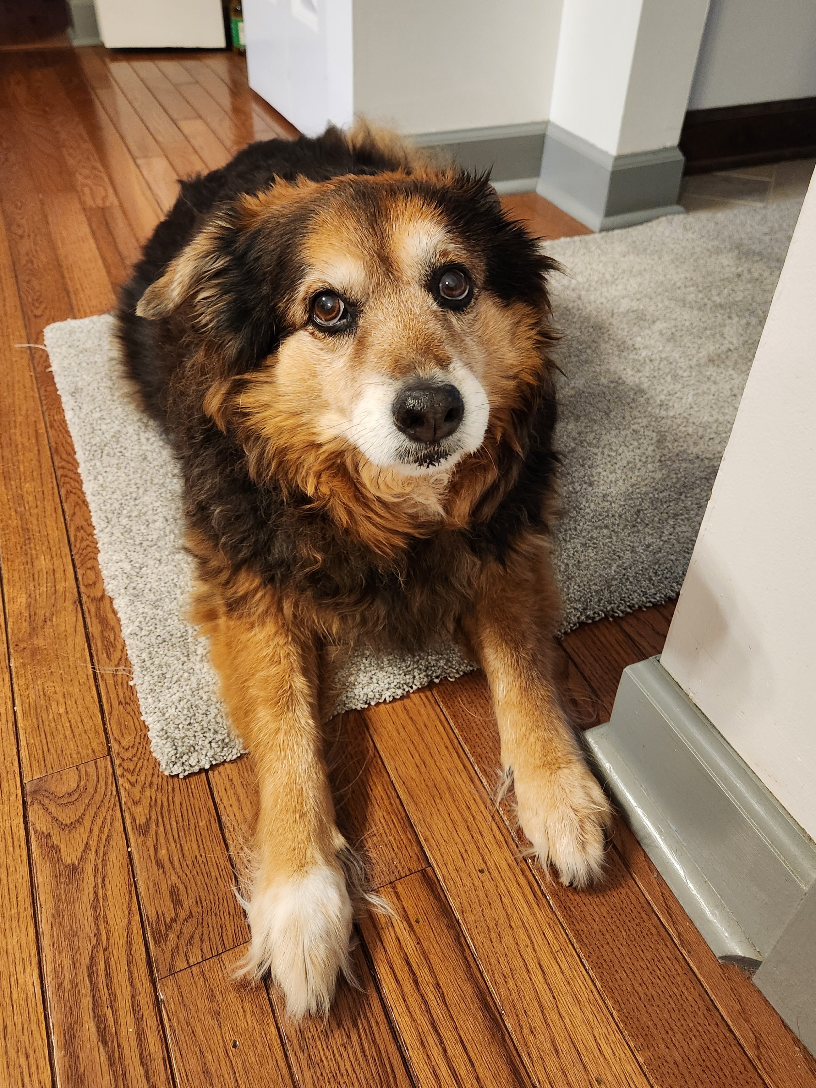 Peanut the Dog: A Daily Dose of Cuteness - Day 1578
