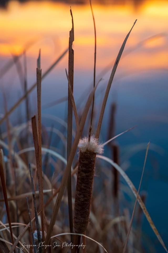 Nature's Beauty: The Graceful Reeds Swaying in the Breeze