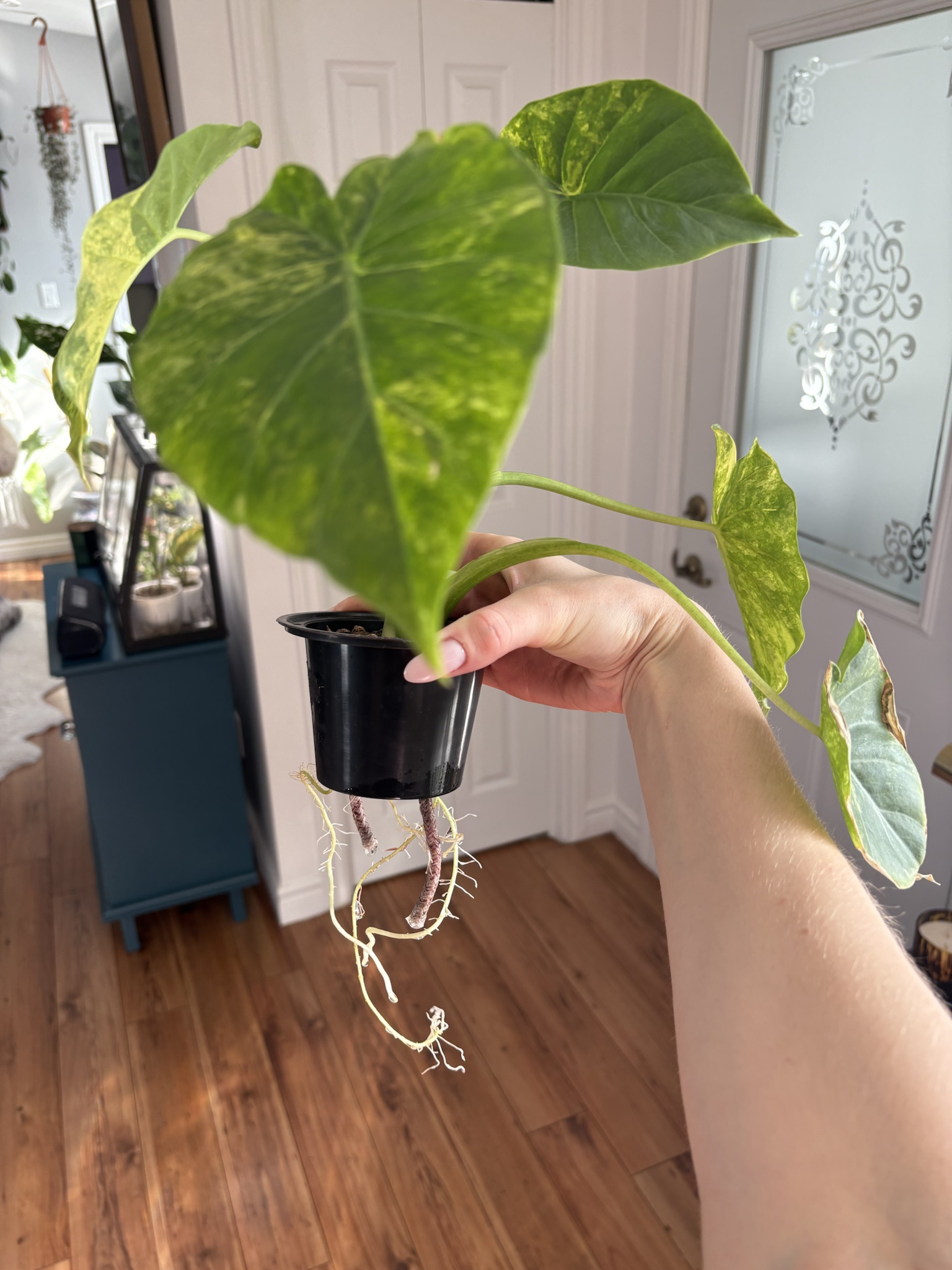 Meet the Stunning Alocasia Aureovariegata