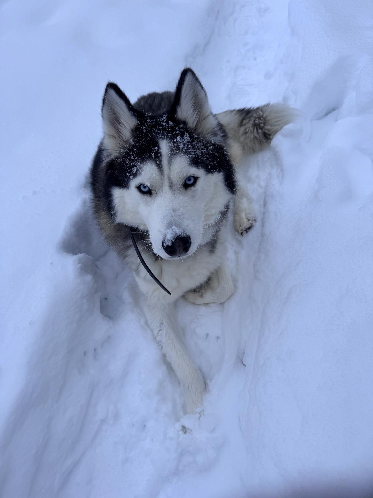 A Cold Dog's Delight: Loving the Snow