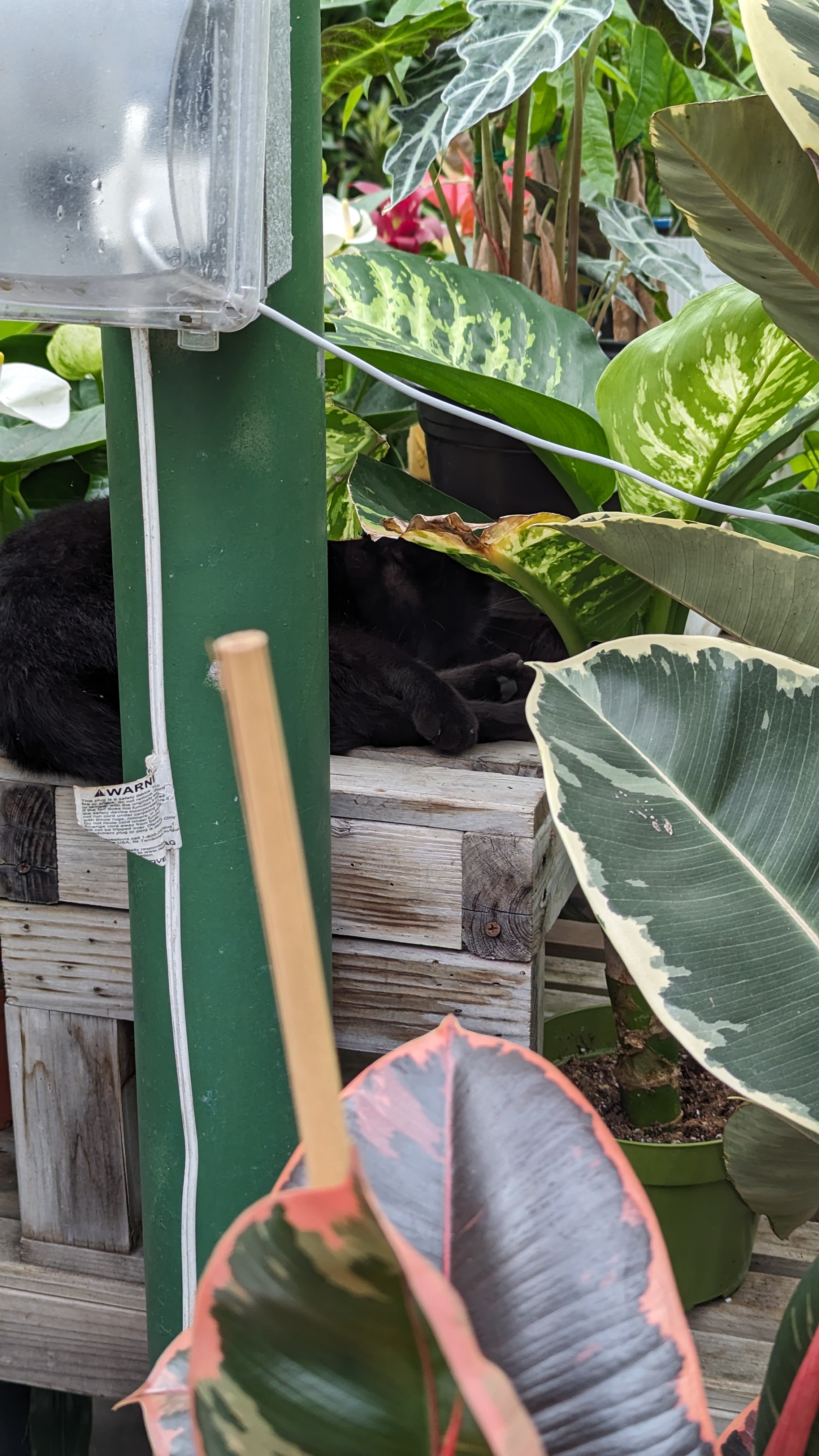 Meet the Green Thumb Kitty: Gardening Expert