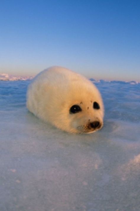 In a Big World, Meet the Adorable Little Seal