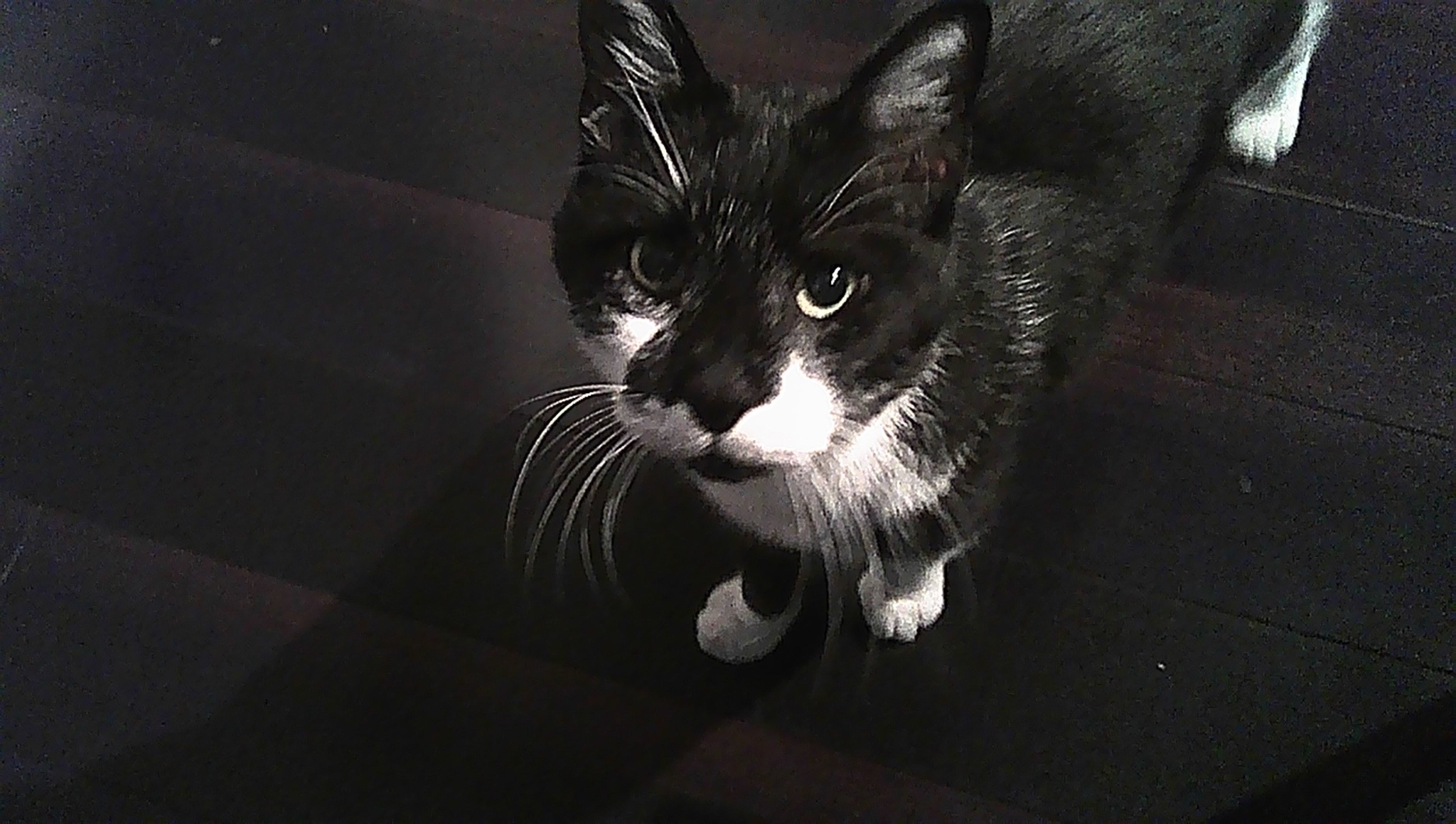 Meet Ricky: The Star of the Show