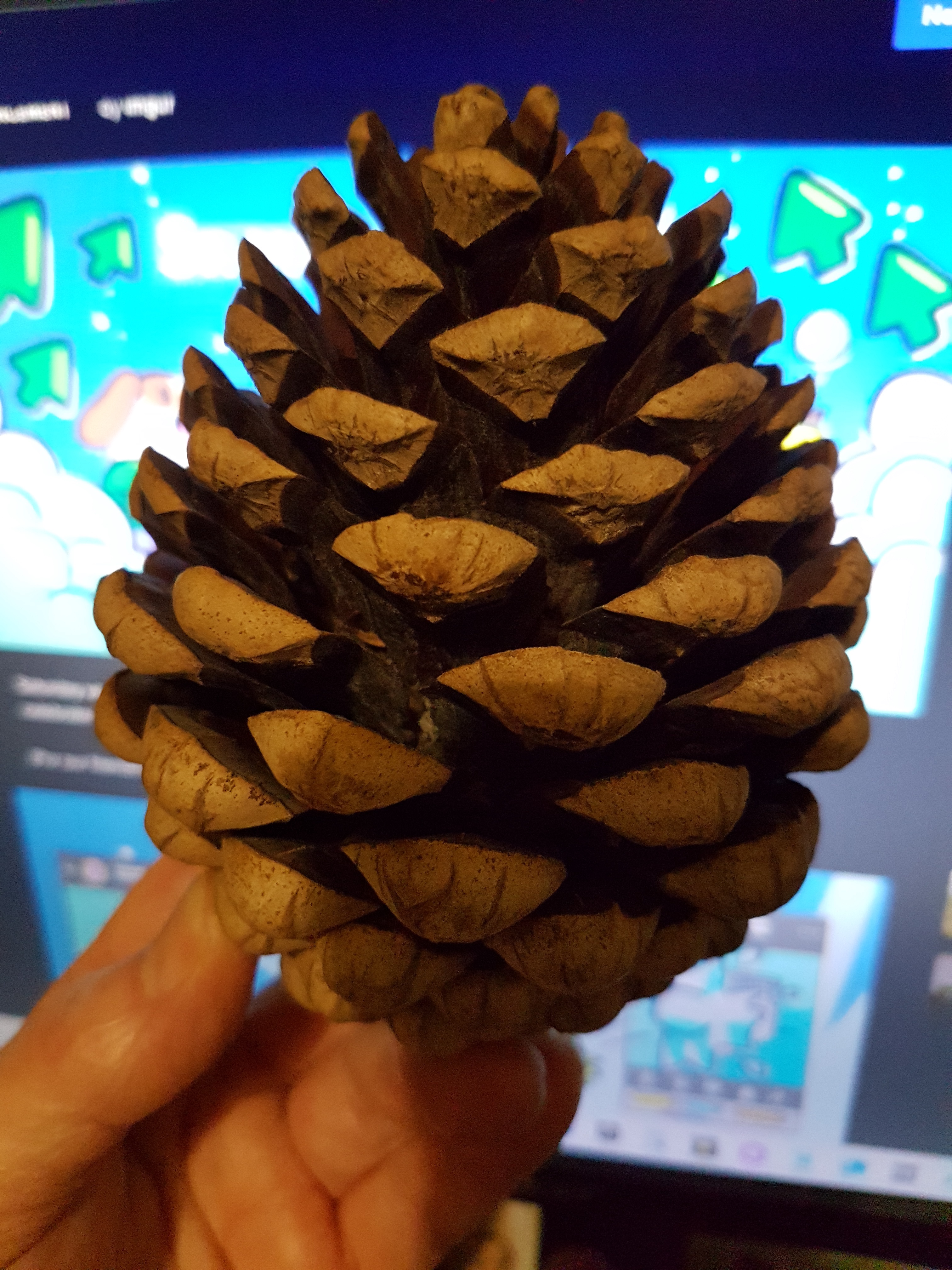 Cheering for the cones!