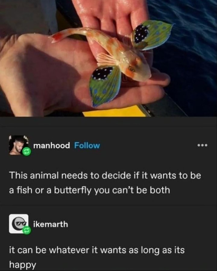 Fishy Dilemmas: Make Up Your Mind Already!