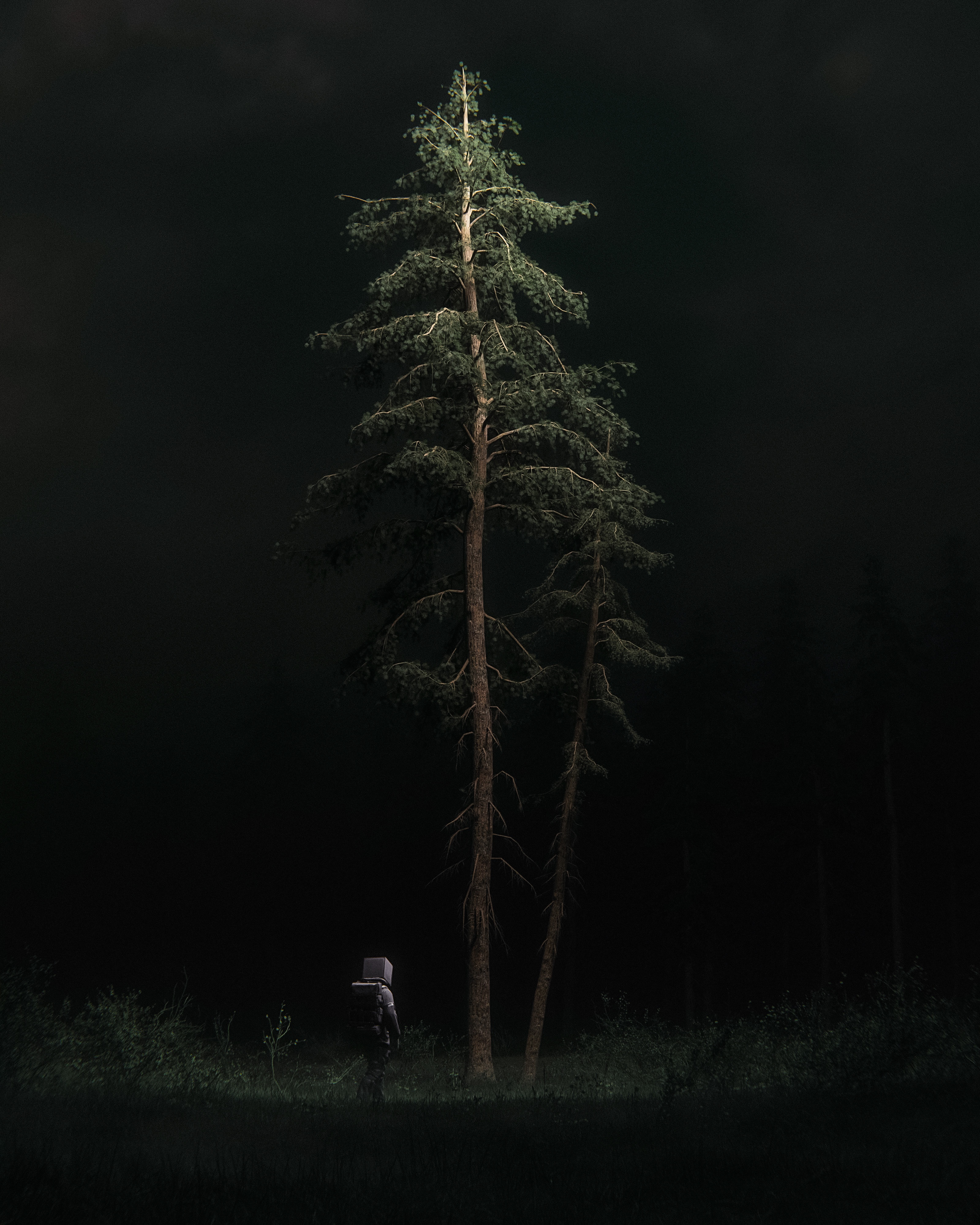 Pines of Serenity, a beautiful piece by Huleeb.