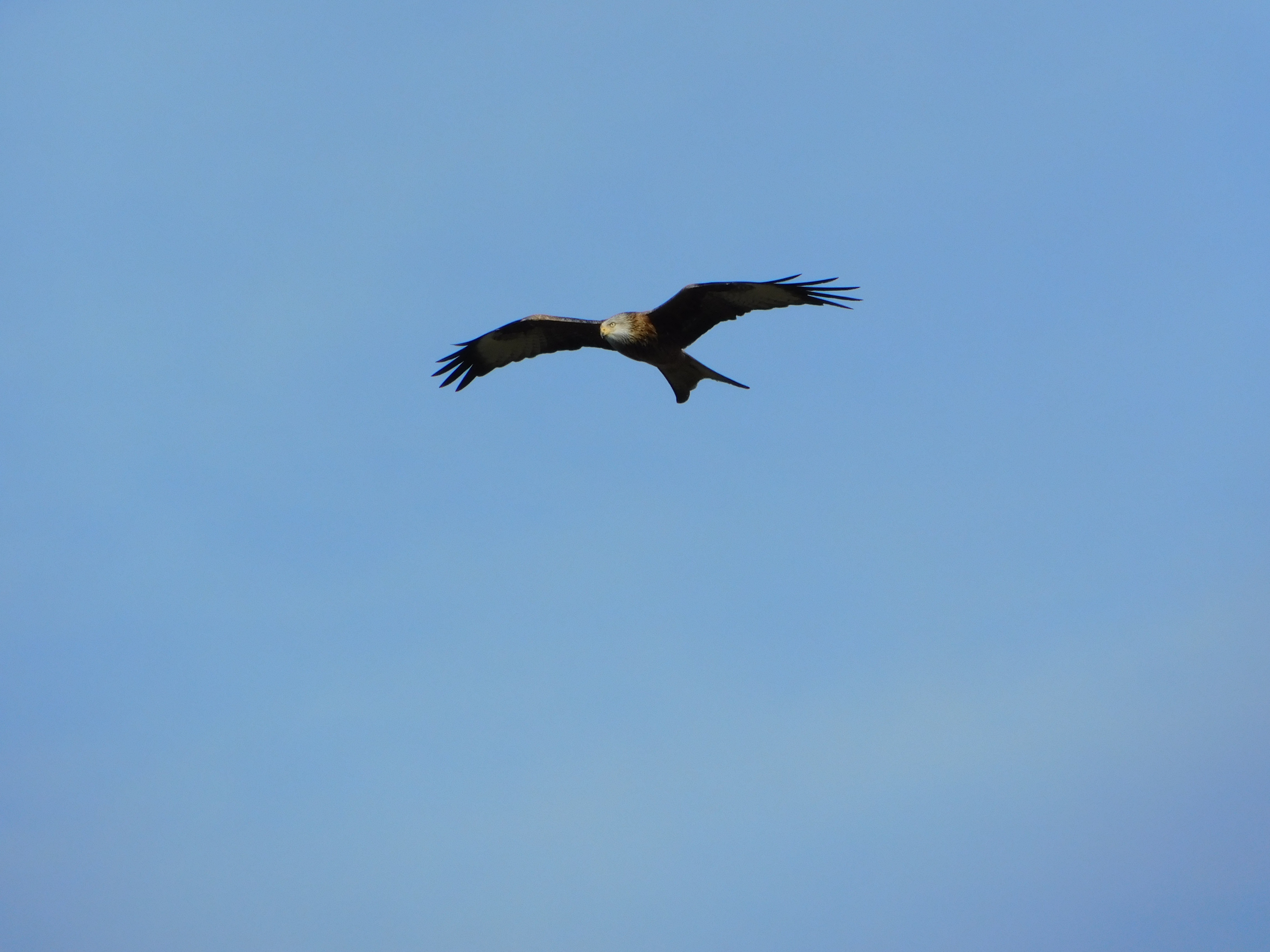 At Last, a Perfect Shot of a Majestic Red Kite!