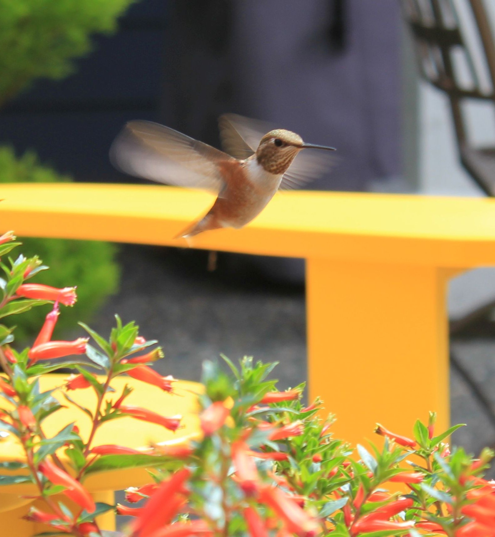 Capturing the Beauty of Hummingbirds: A New Hobby