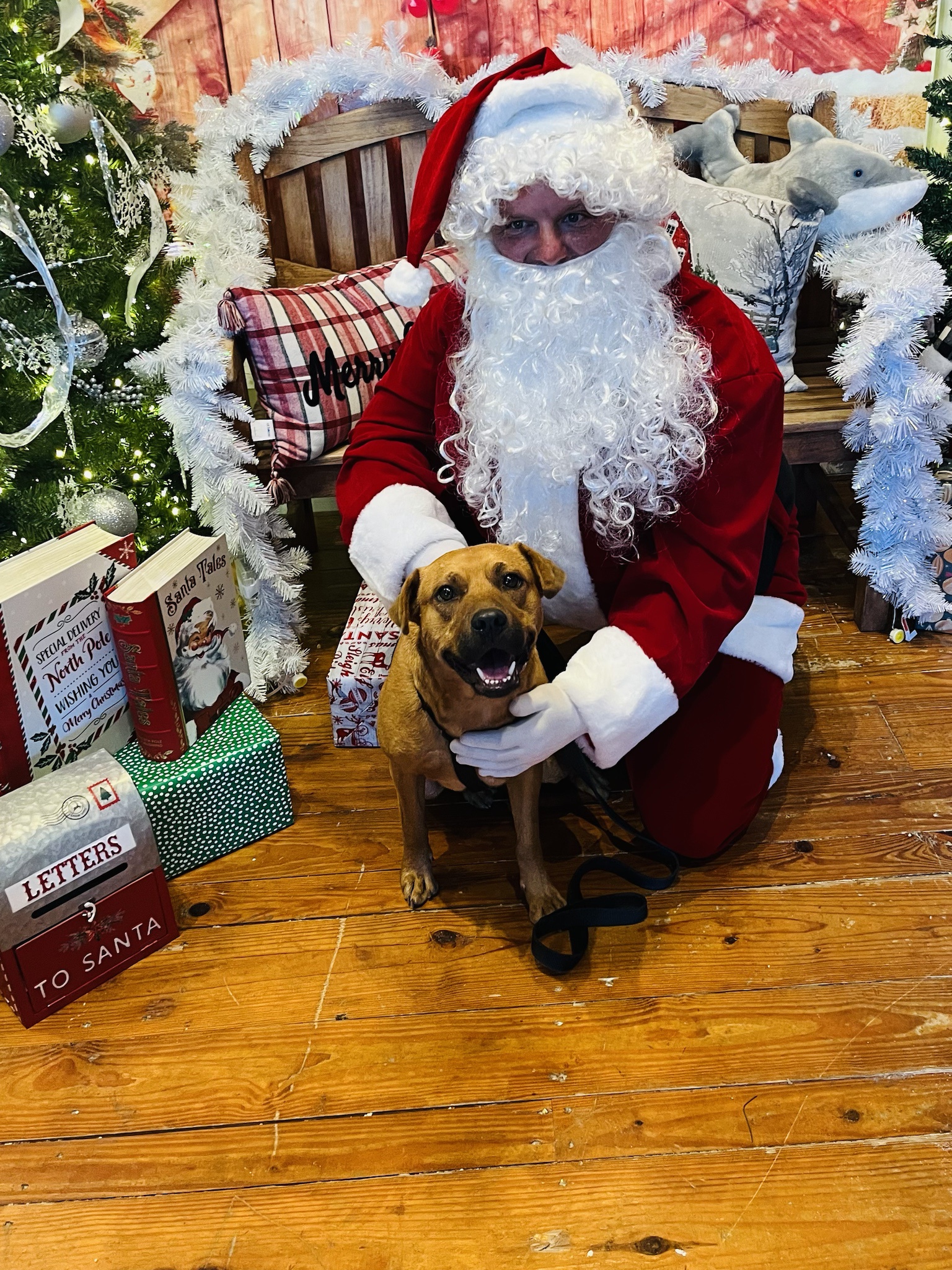 Bruno Celebrates His Very First Christmas