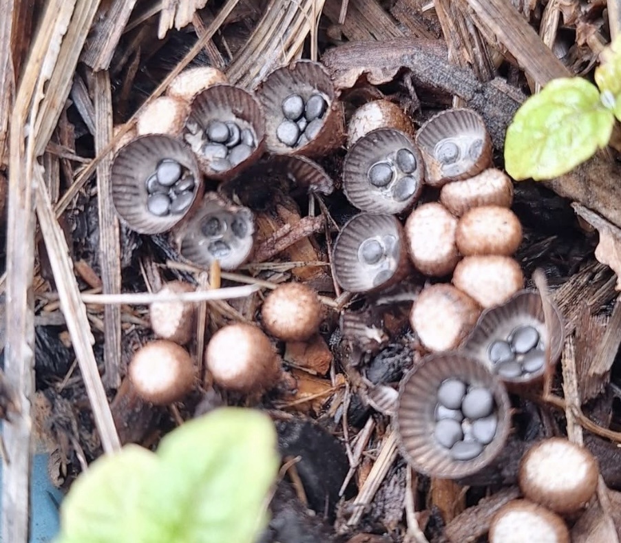 The quirky Bird’s Nest Fungus you never knew about.