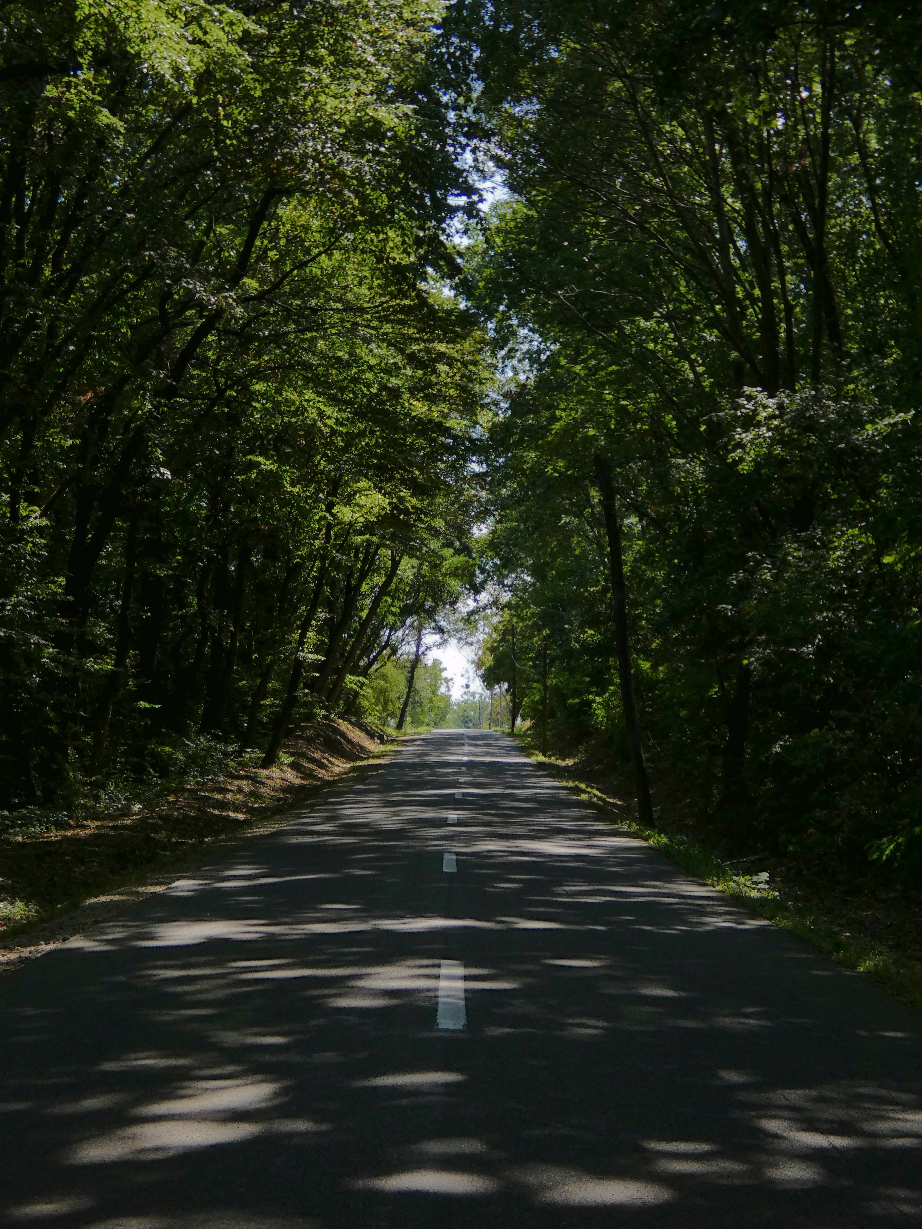 Embarking on a Journey Through the Enchanted Forest