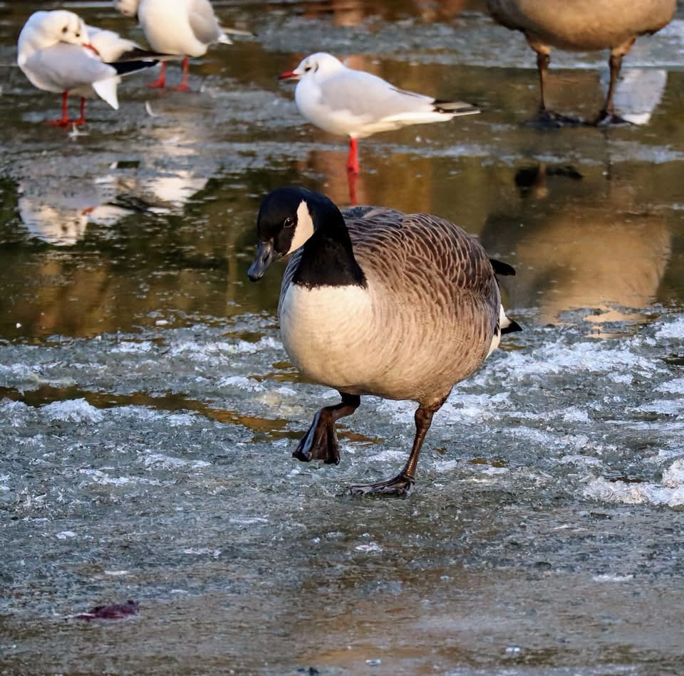 The Goose: Nature's Comedic Genius