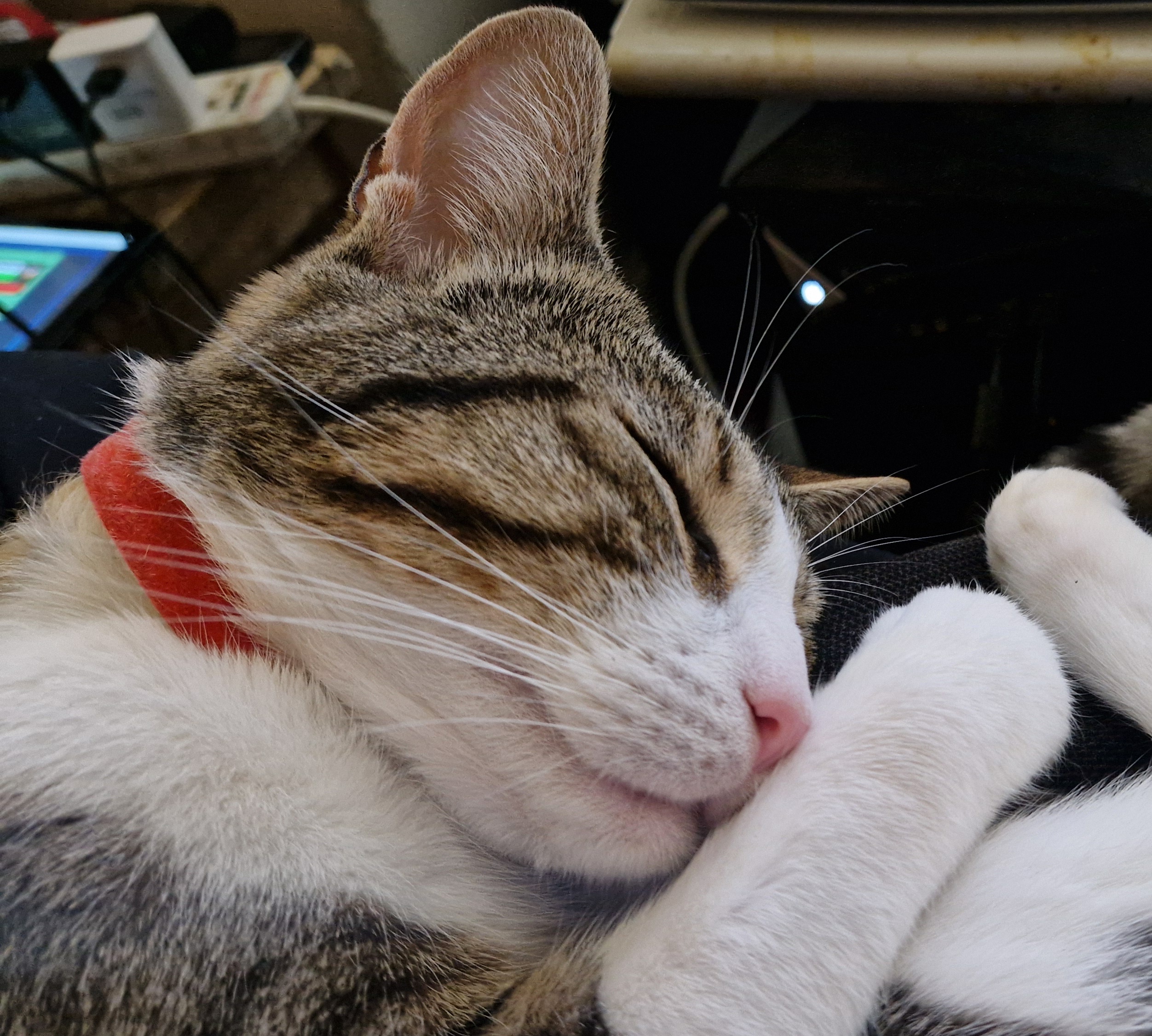 The Adorable Little One