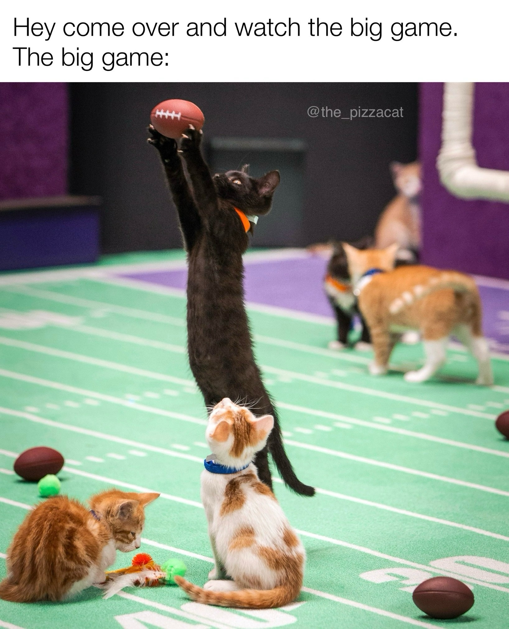 Get Ready for the Adorable Kitten Bowl!