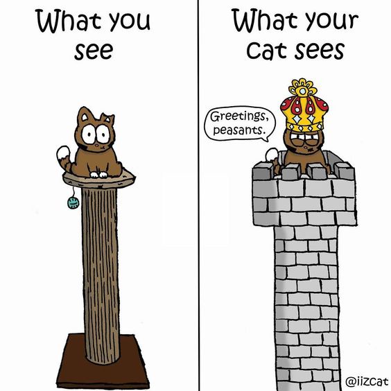 My Cat's Vision of an Ideal Reality