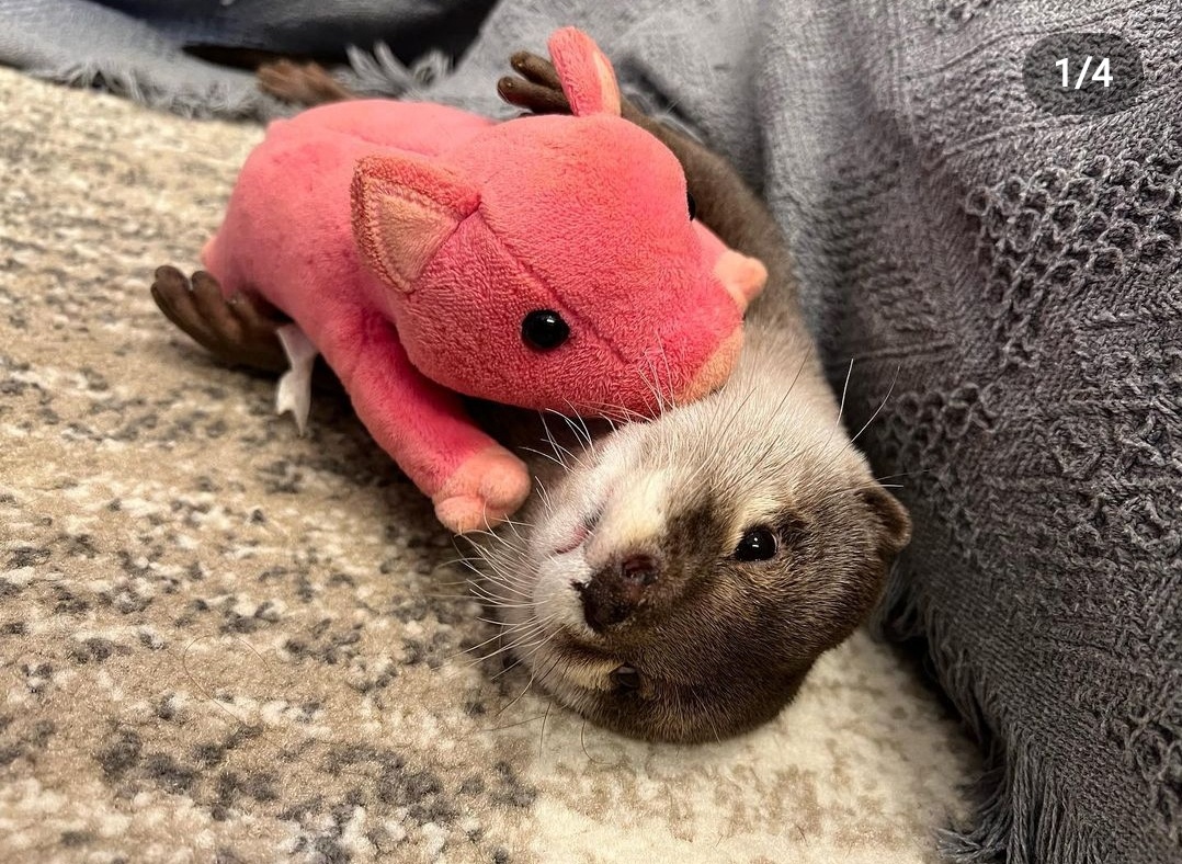 He's Got a Stuffed Animal Companion