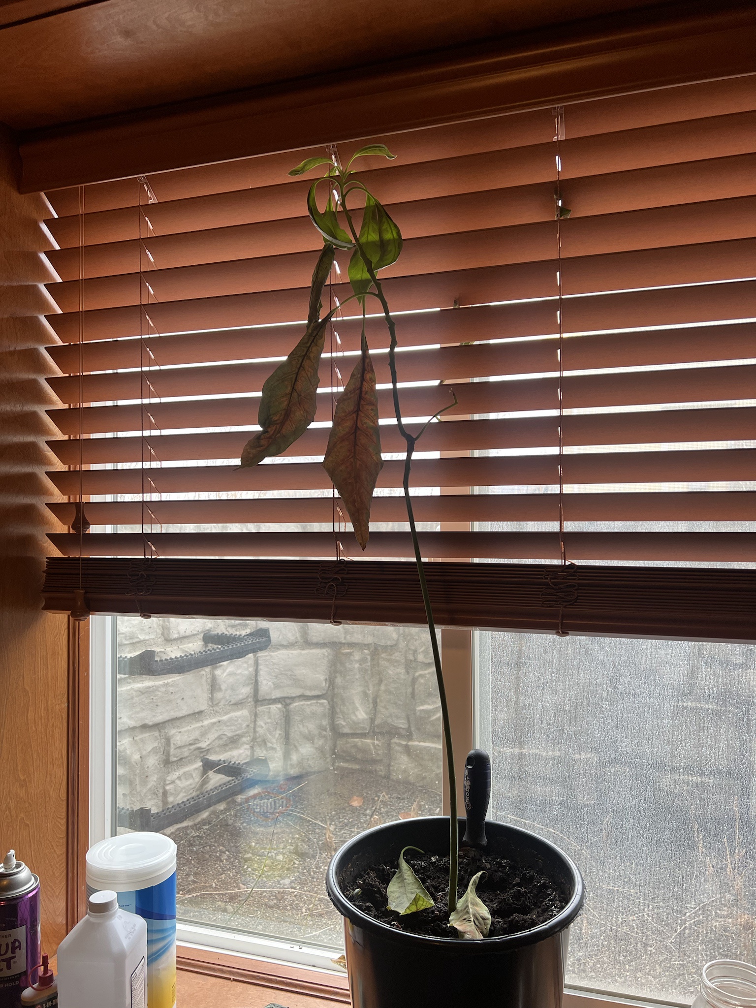 Should I Really Cut My Avocado Tree in Half?
