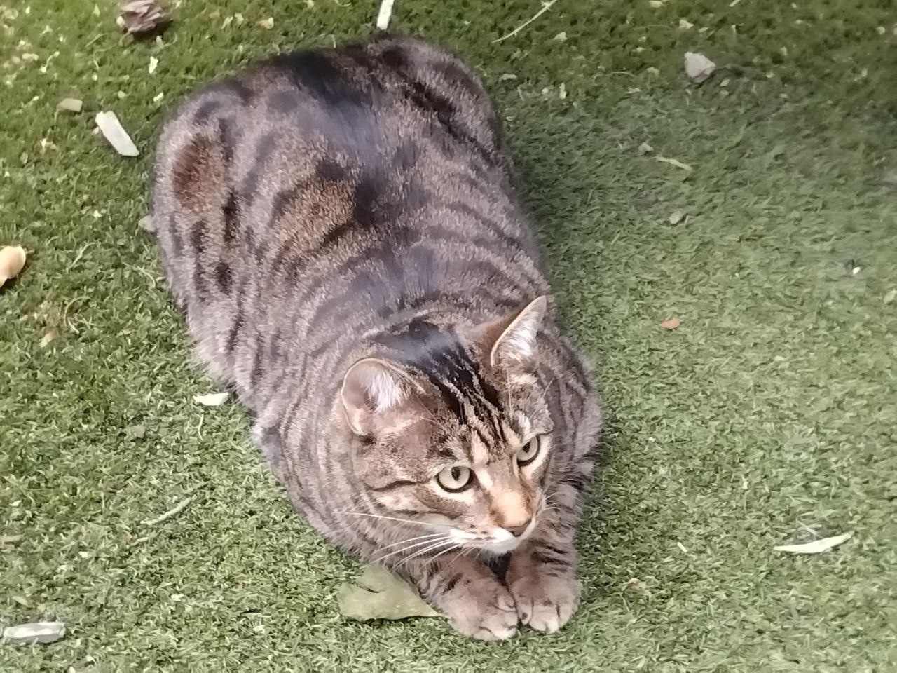 Birthday Trouble: The Loaf Cake Adventure at 2 Years Old
