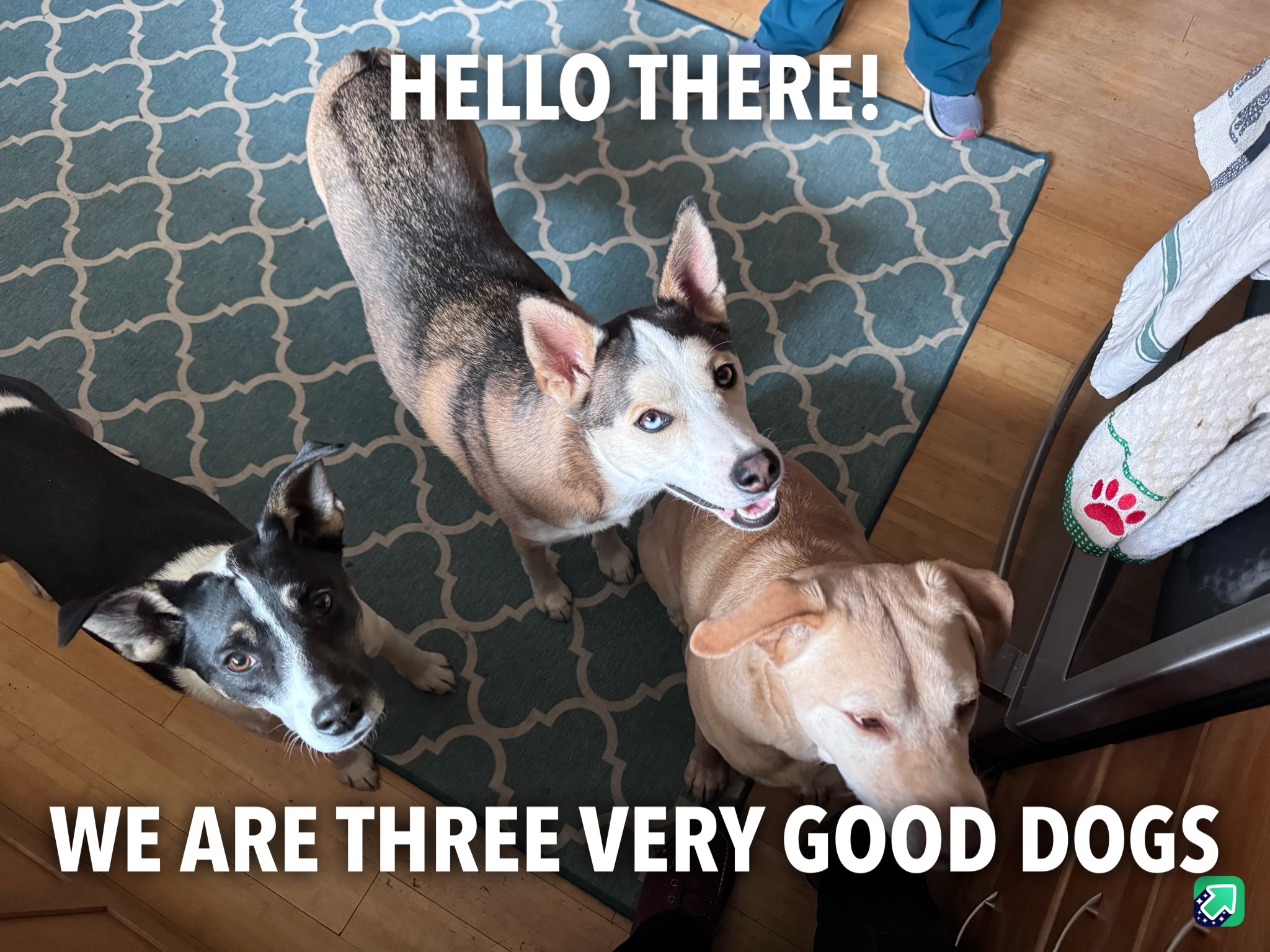 Greetings! We’re Good Dogs Hoping for Some Treats!