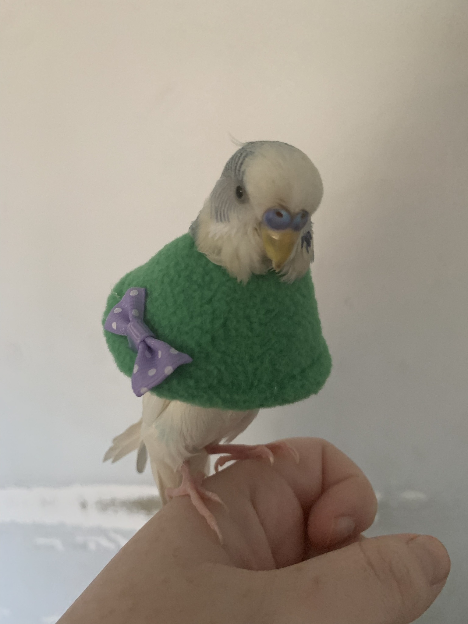 A Showcase of Outfits for My Quirky Budgie