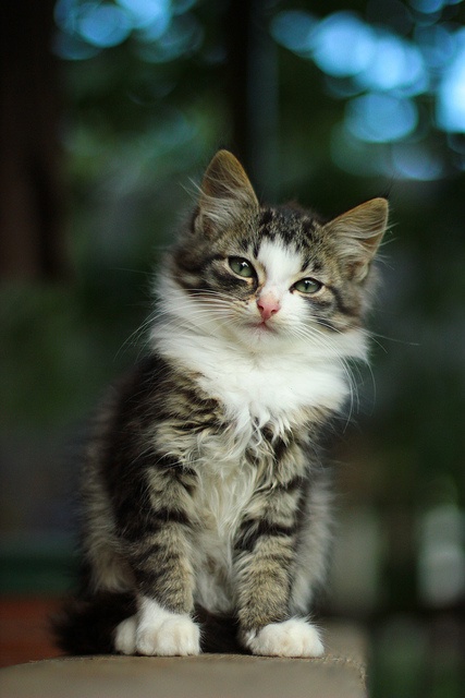 Meet Today’s Featured Cat!