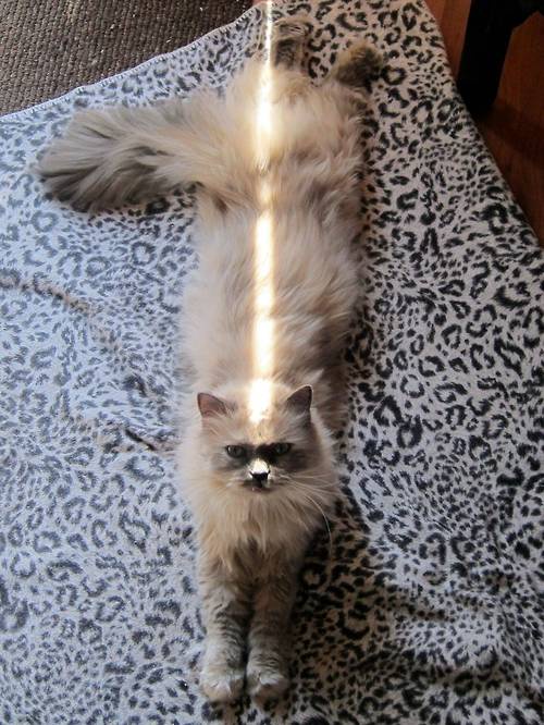 Meet Today's Adorable Feline Star