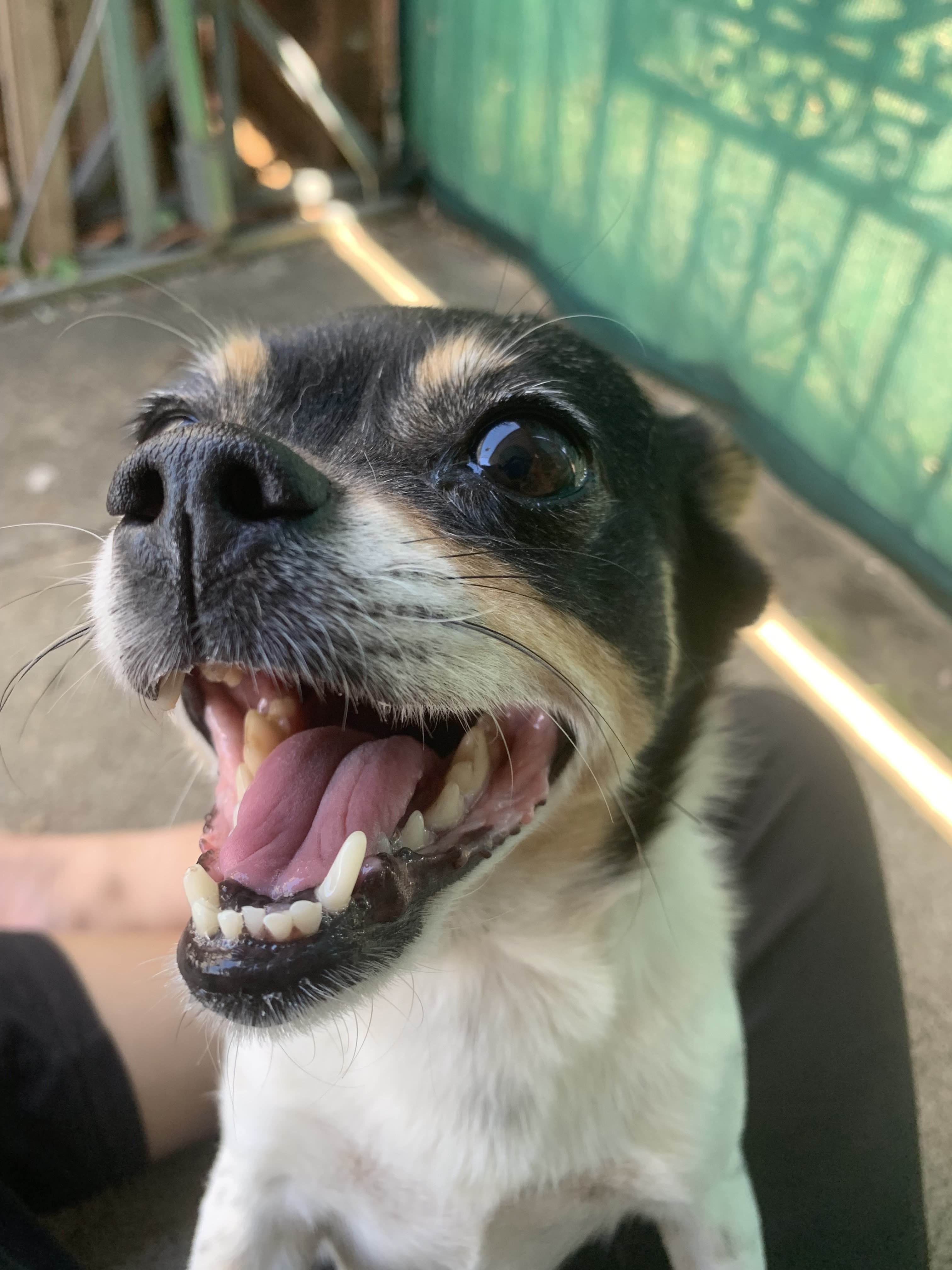 Just a Goofy Little Goob