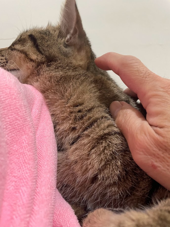 The Cat Returns: A Feline Adventure