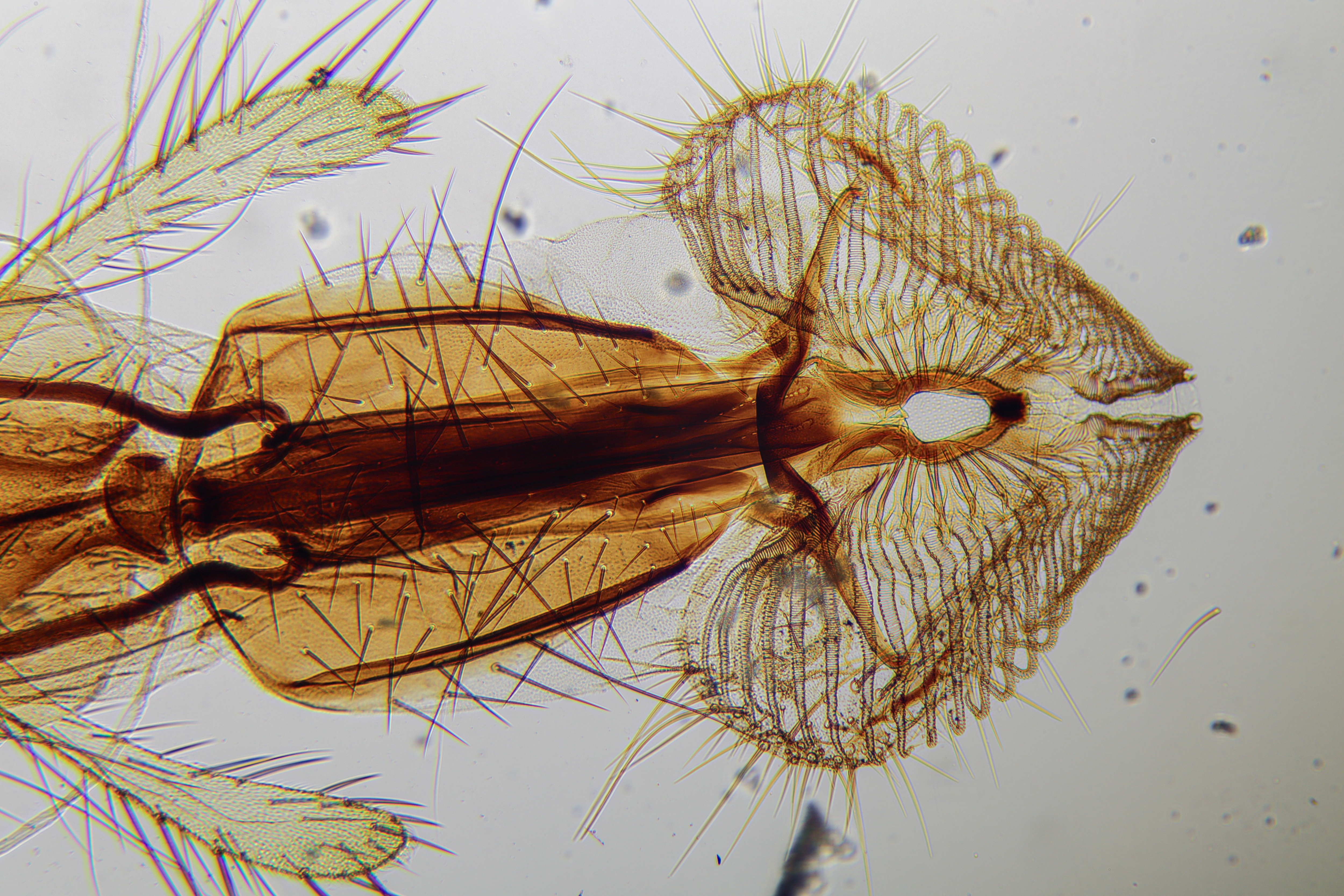 Incredible close-up of a blow fly's tongue at 100X magnification.