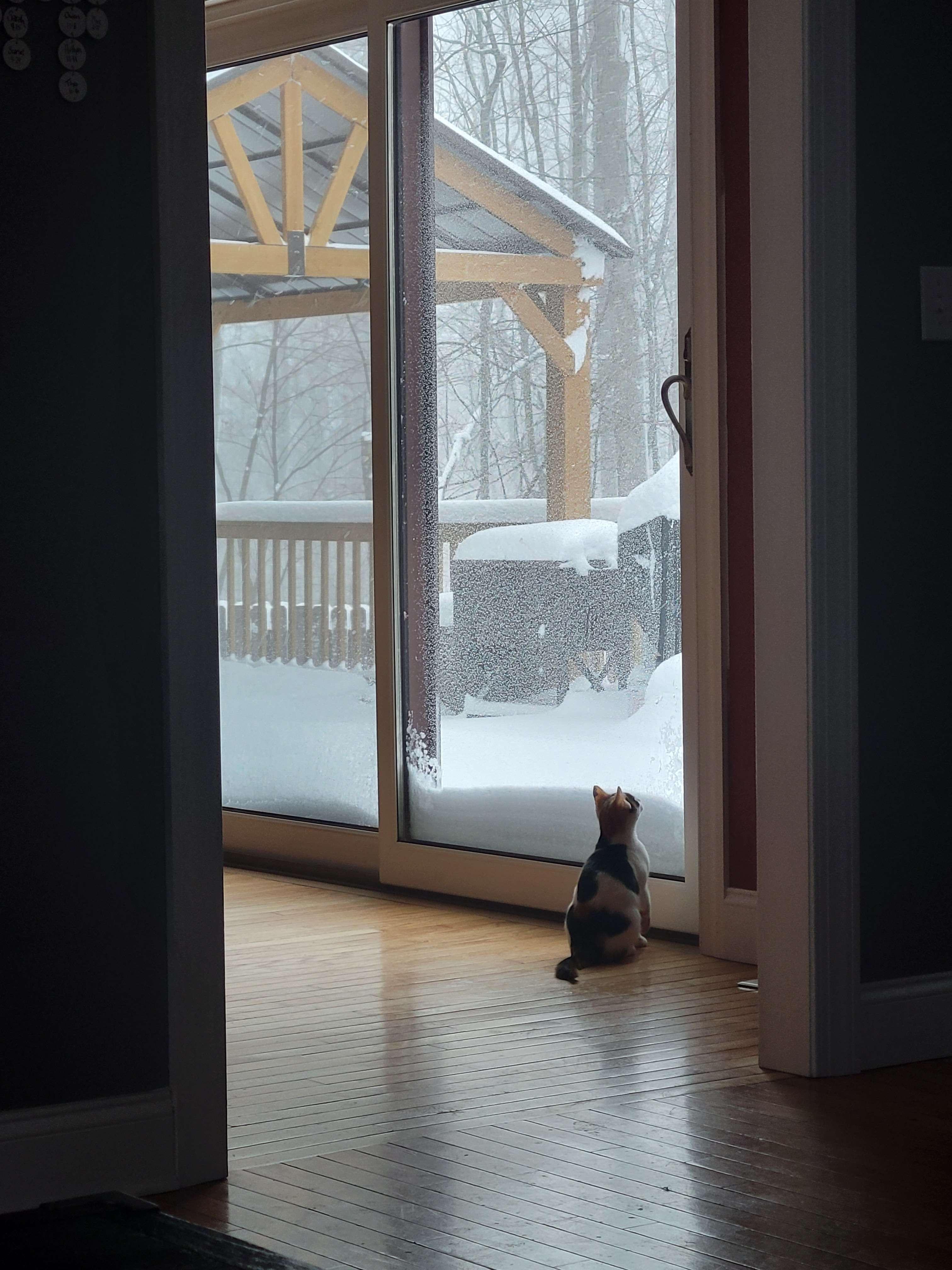 My Outdoor Cat's Magical Transformation into an Indoor Cat