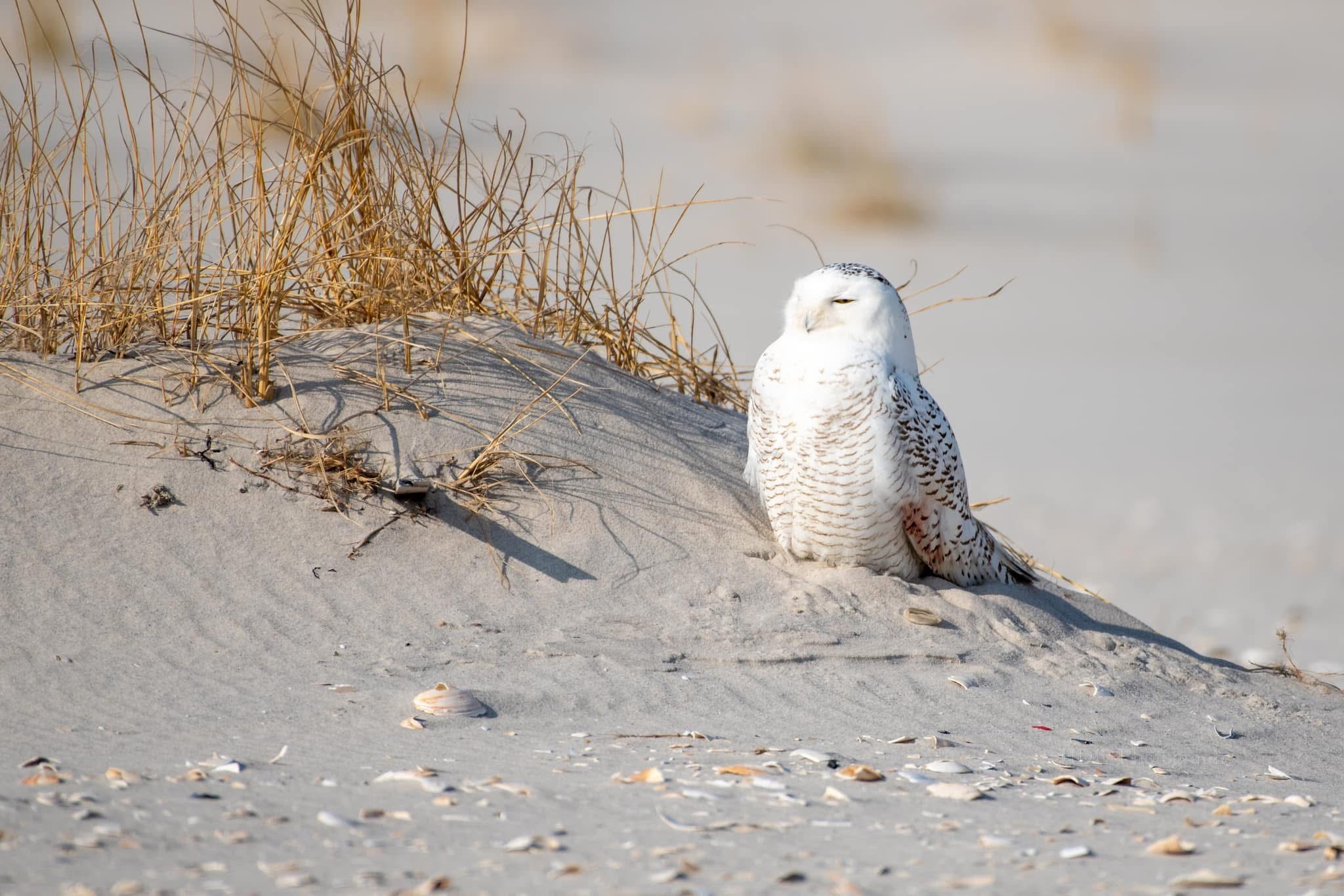 Majestic Snowy Owl in all its glory.